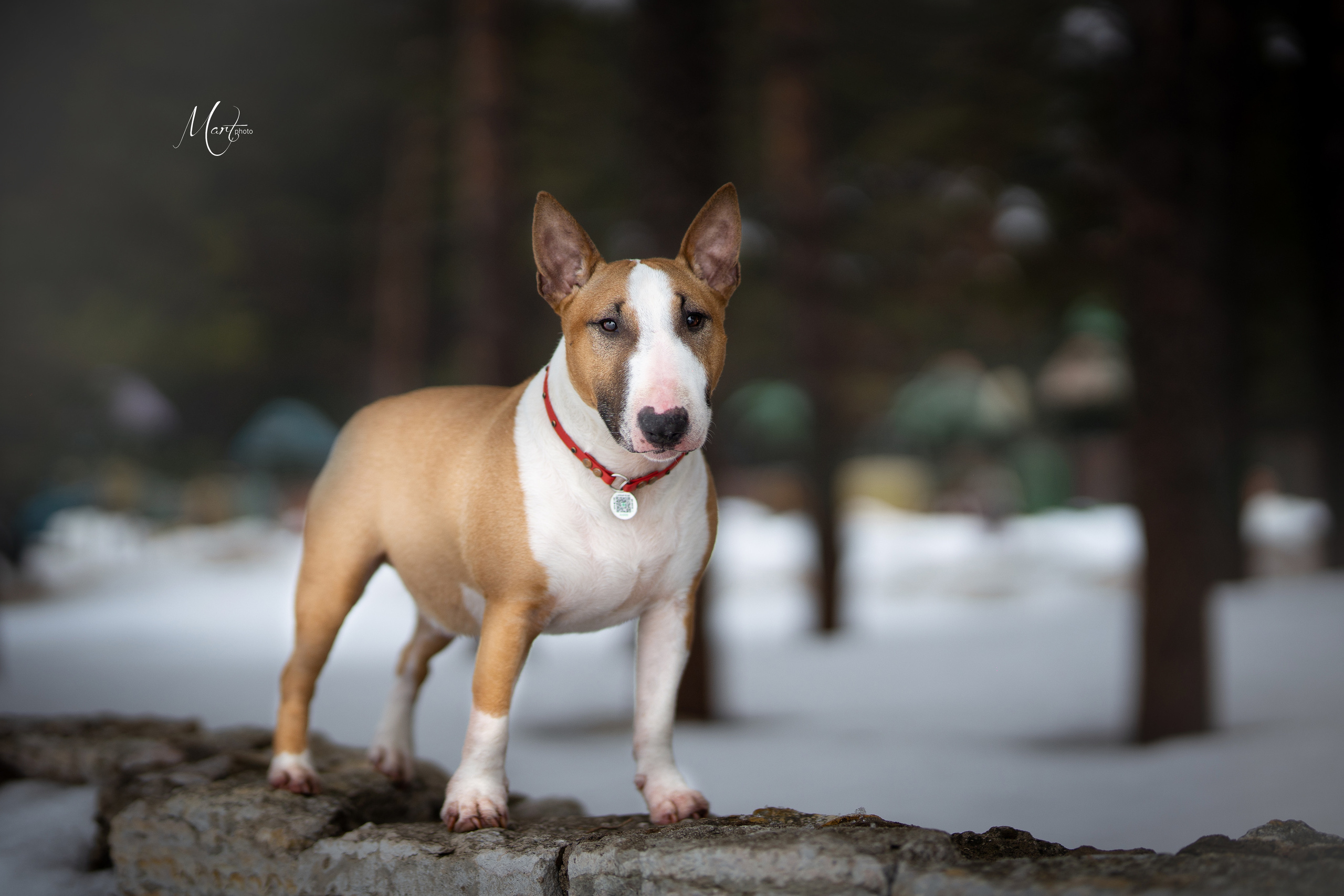 Пляж Финского залива в марте. Фотограф-анималист в Санкт-Петербурге Яна Мартынова