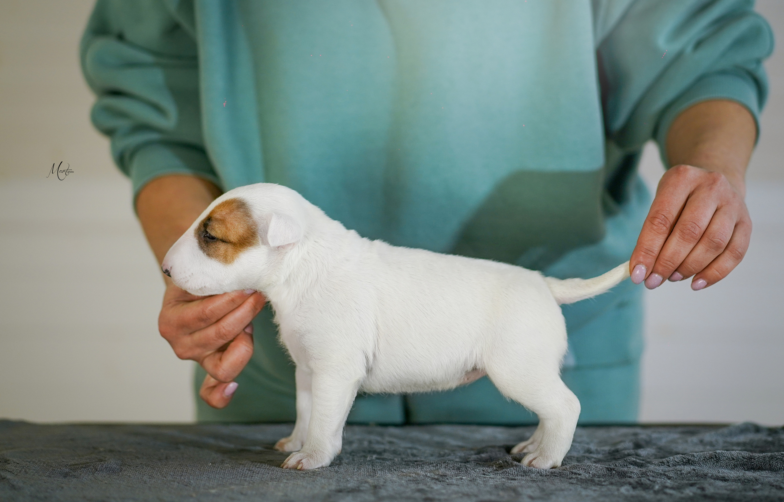Щенки минибуля. Фотограф-анималист в Санкт-Петербурге Яна Мартынова