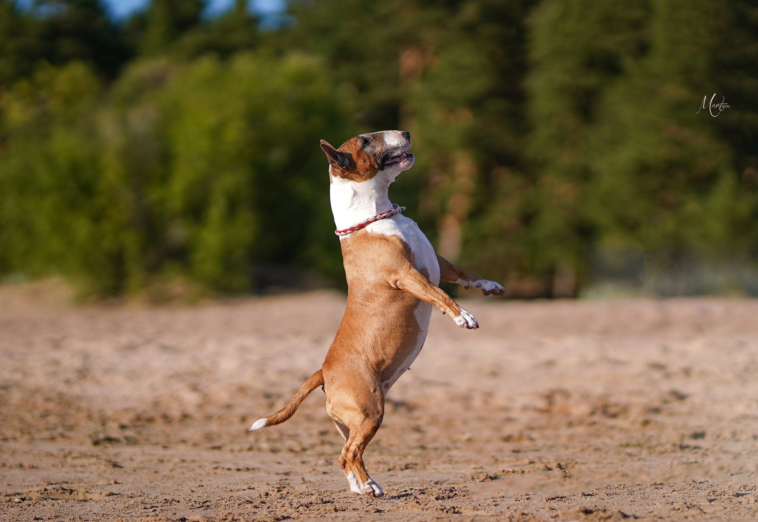 Моня, Оксана и Таисия. Фотограф-анималист в Санкт-Петербурге Яна Мартынова