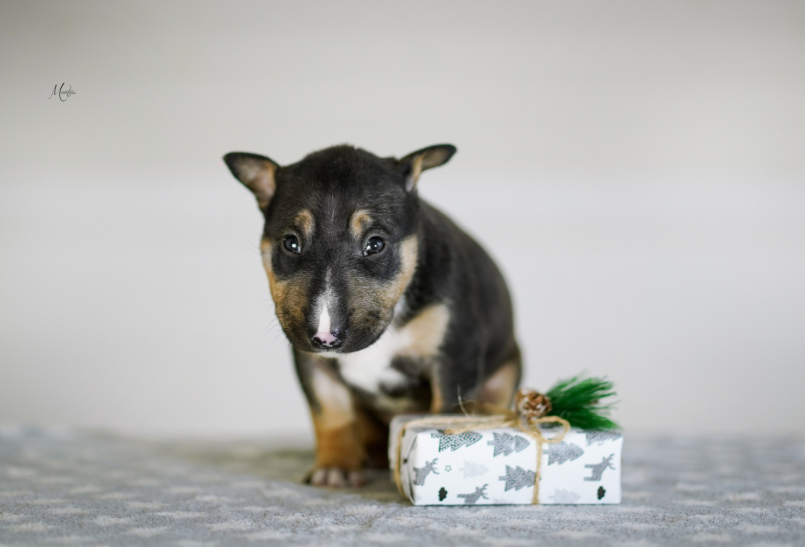 Щенки минибуля. Фотограф-анималист в Санкт-Петербурге Яна Мартынова