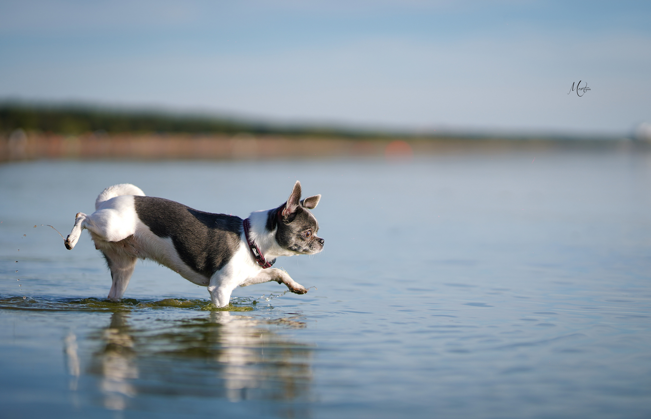 Кристина и банда чихов. Фотограф-анималист в Санкт-Петербурге Яна Мартынова
