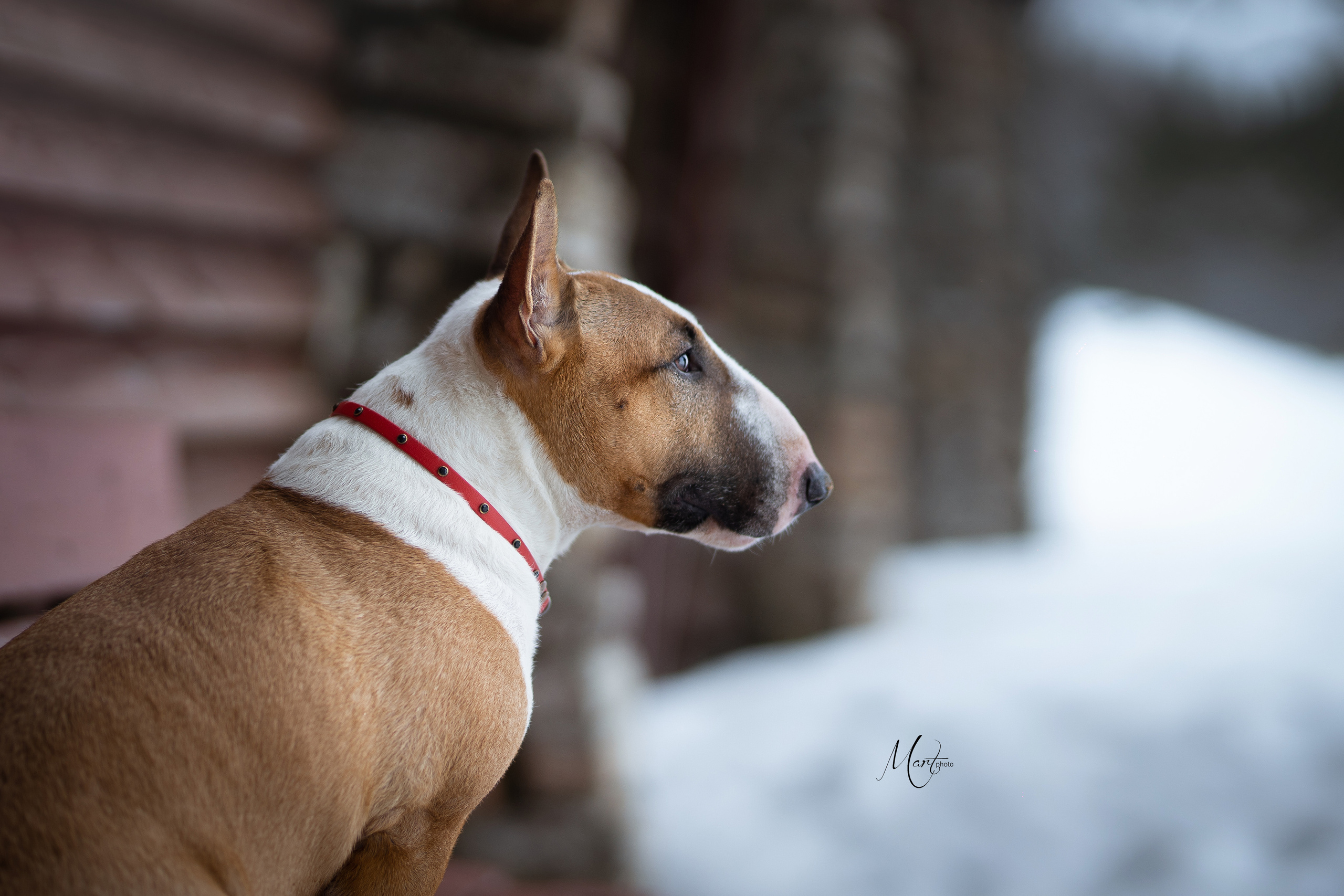 Пляж Финского залива в марте. Фотограф-анималист в Санкт-Петербурге Яна Мартынова