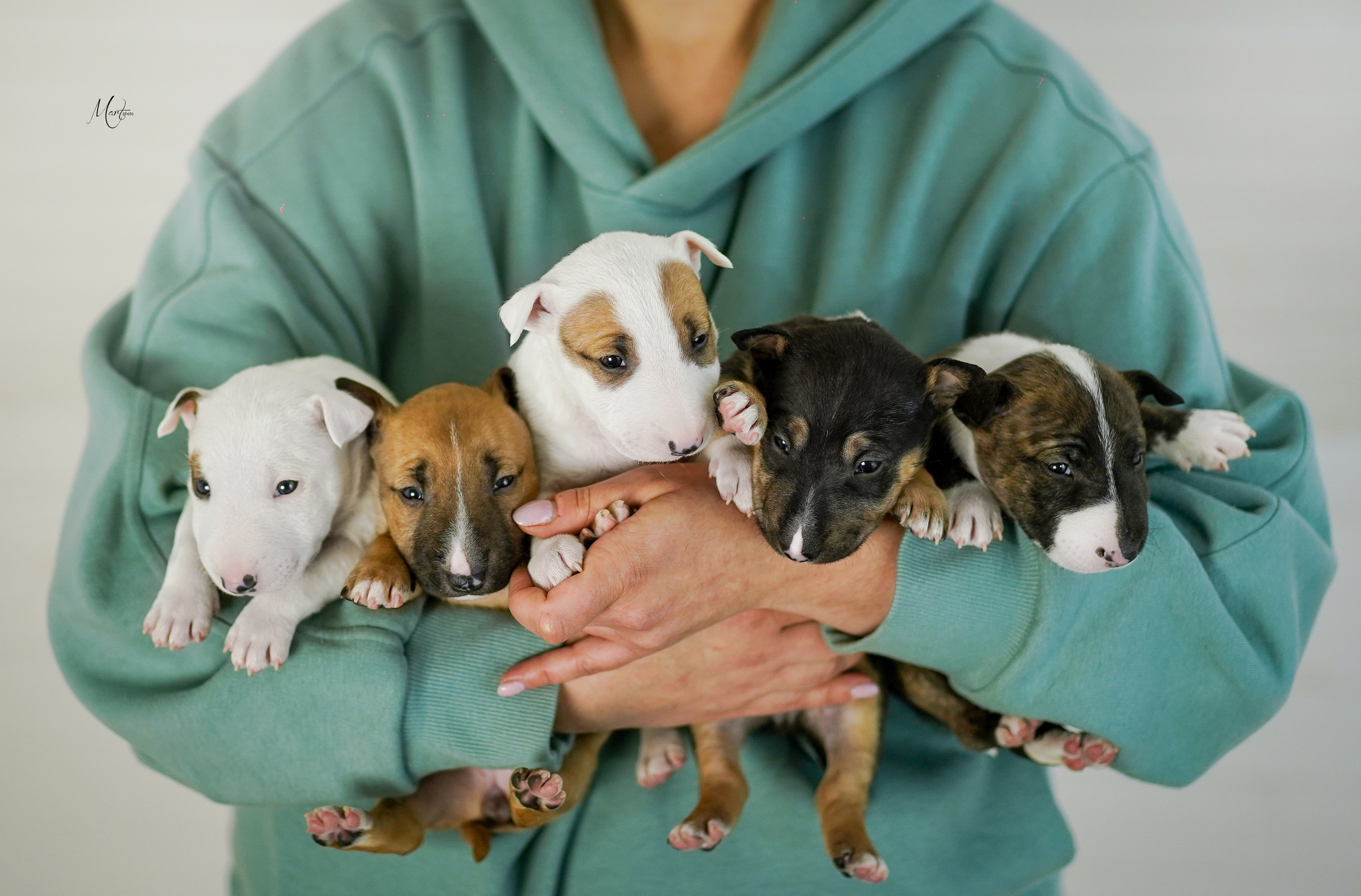Щенки минибуля. Фотограф-анималист в Санкт-Петербурге Яна Мартынова