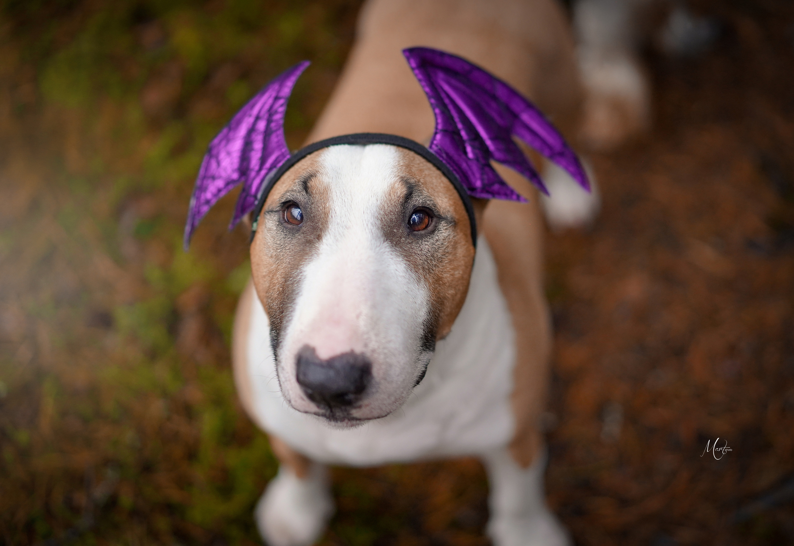 Хеллоуин 22. Фотограф-анималист в Санкт-Петербурге Яна Мартынова