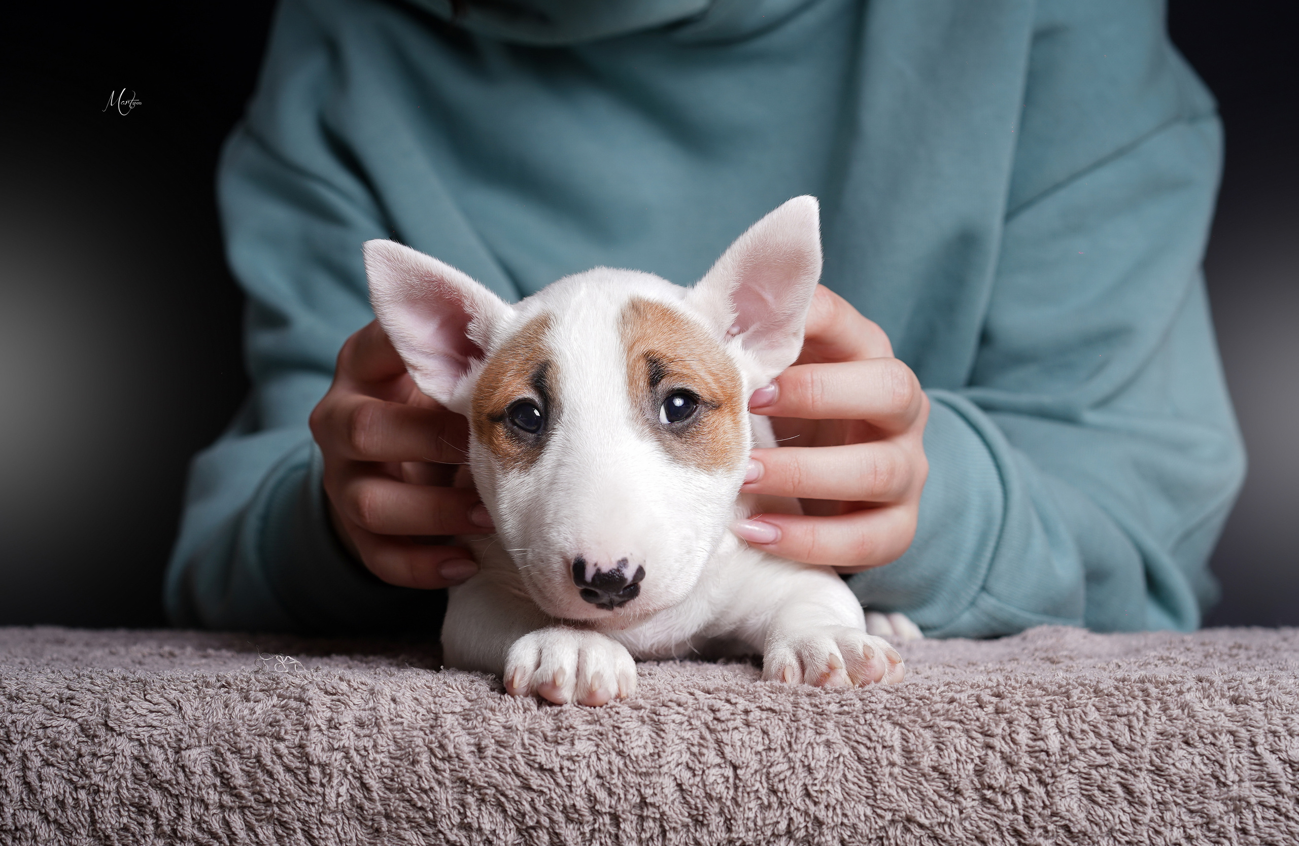 Щенки минибуля. Фотограф-анималист в Санкт-Петербурге Яна Мартынова