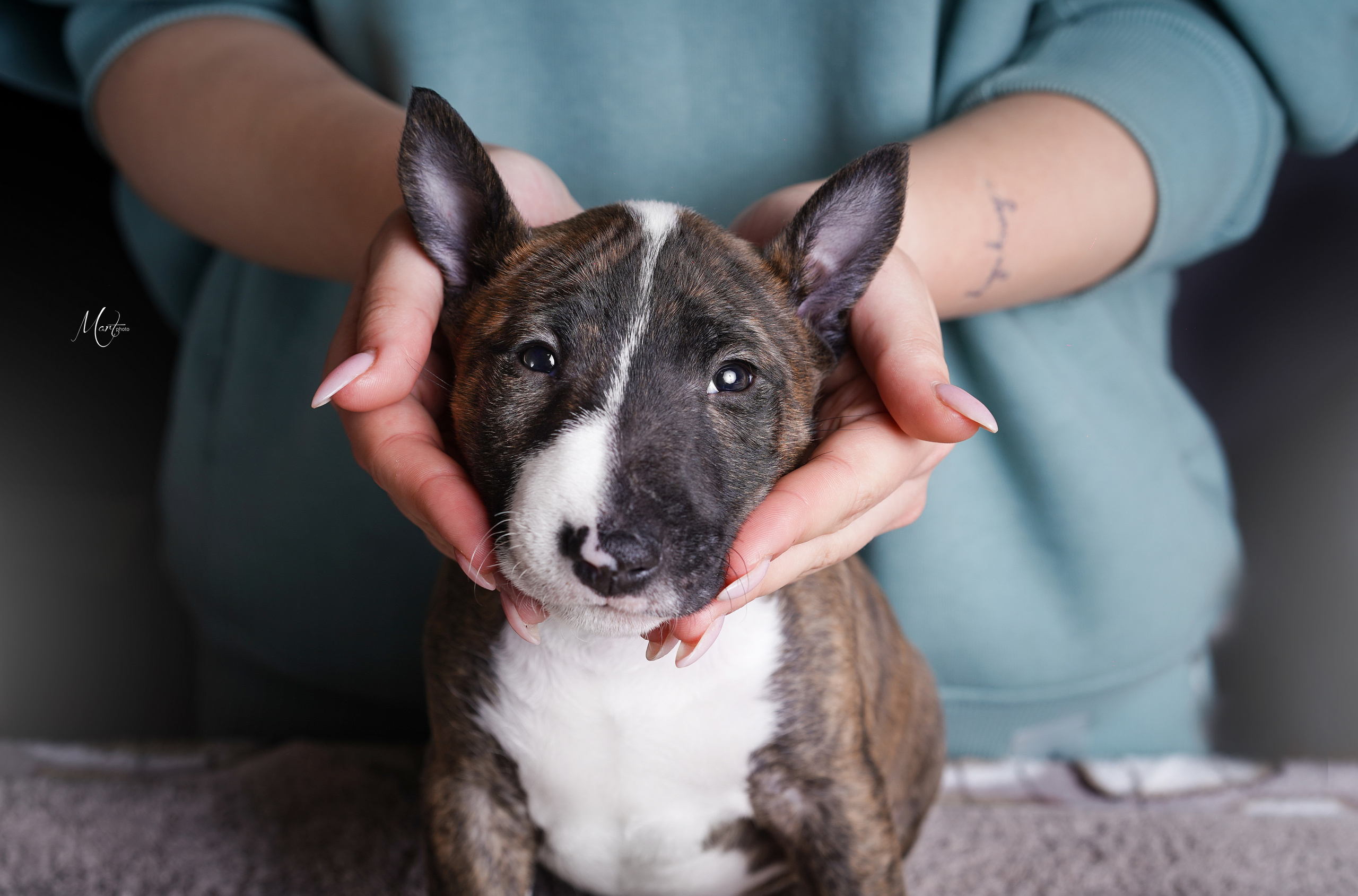 Щенки минибуля. Фотограф-анималист в Санкт-Петербурге Яна Мартынова