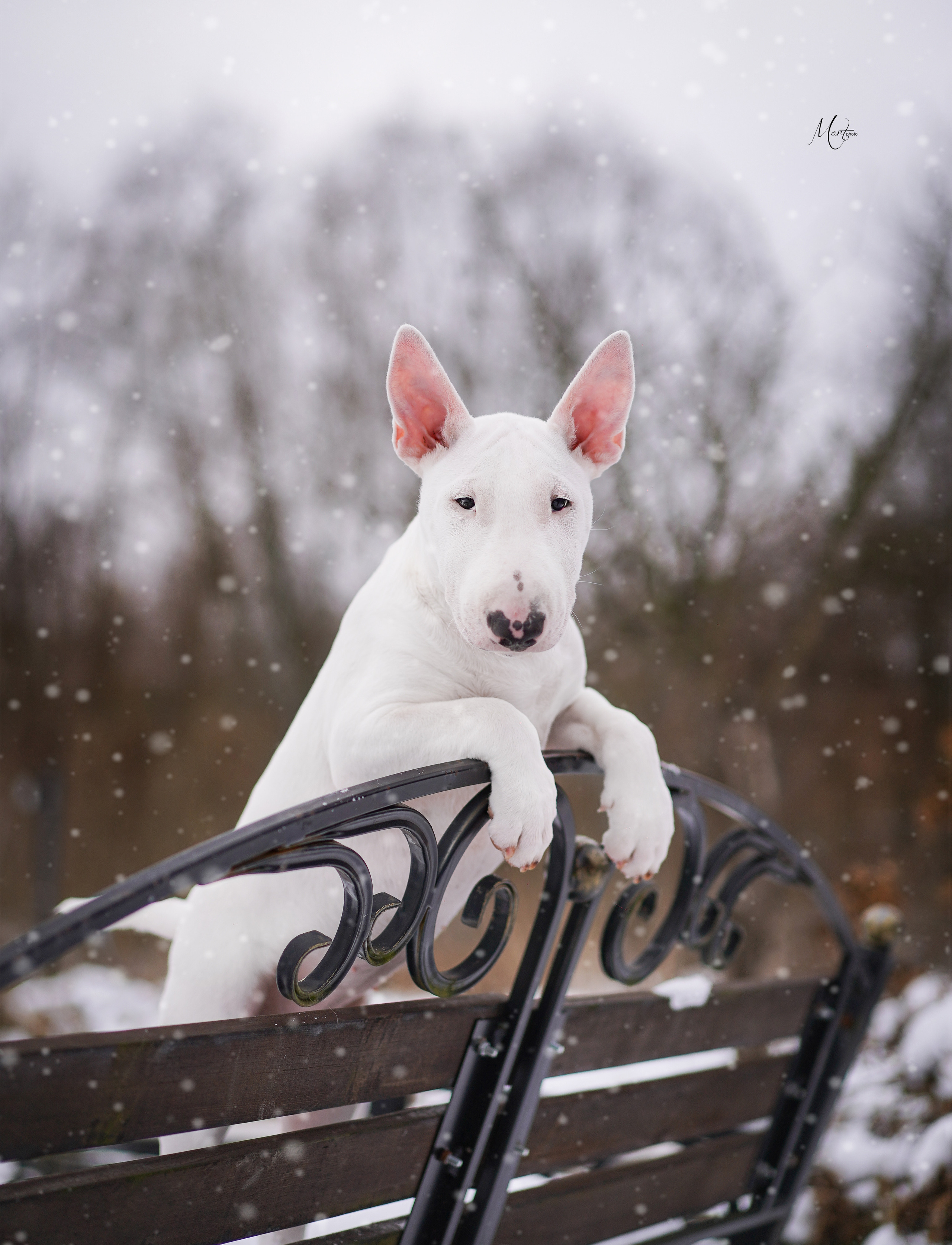 Щенки бультерьера. Фотограф-анималист в Санкт-Петербурге Яна Мартынова
