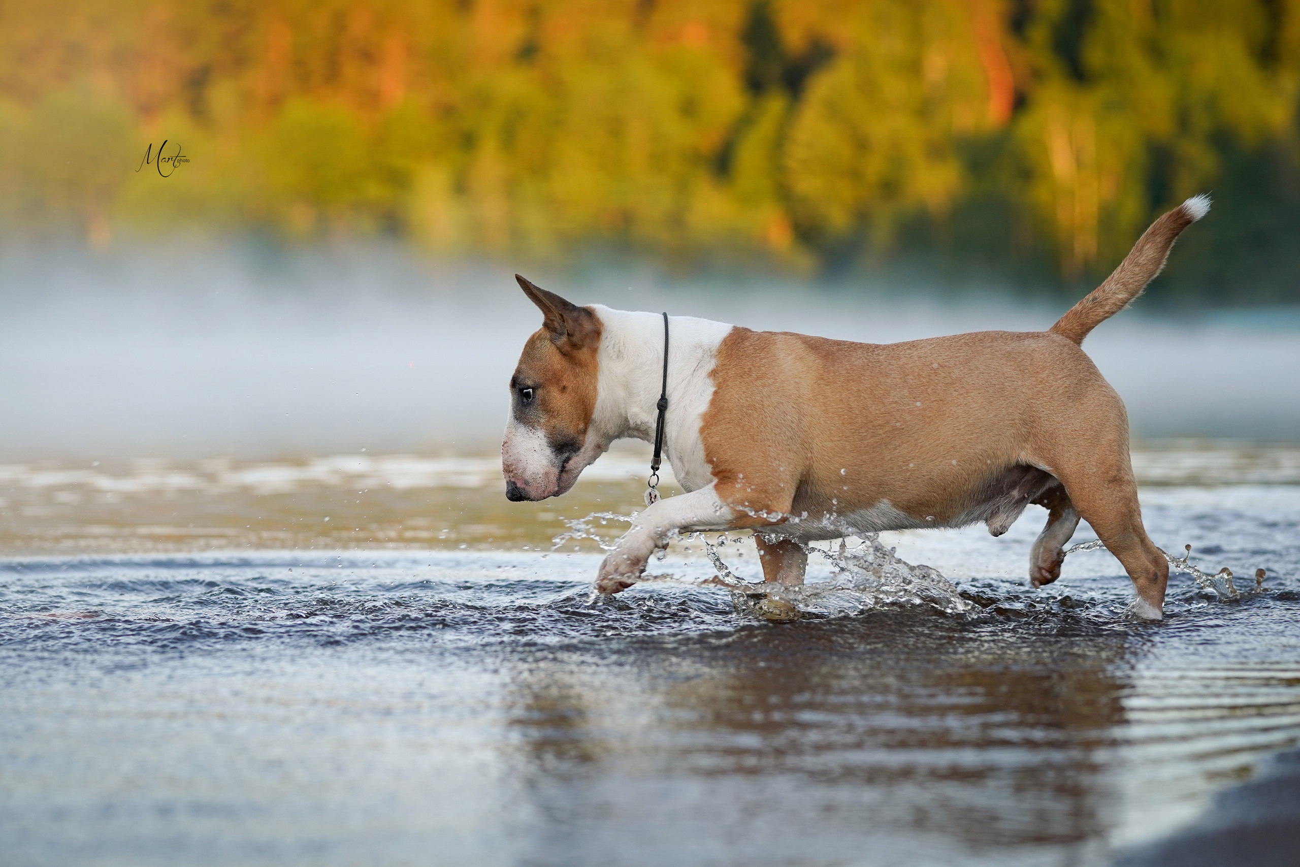 Лемболовское озеро. Фотограф-анималист в Санкт-Петербурге Яна Мартынова