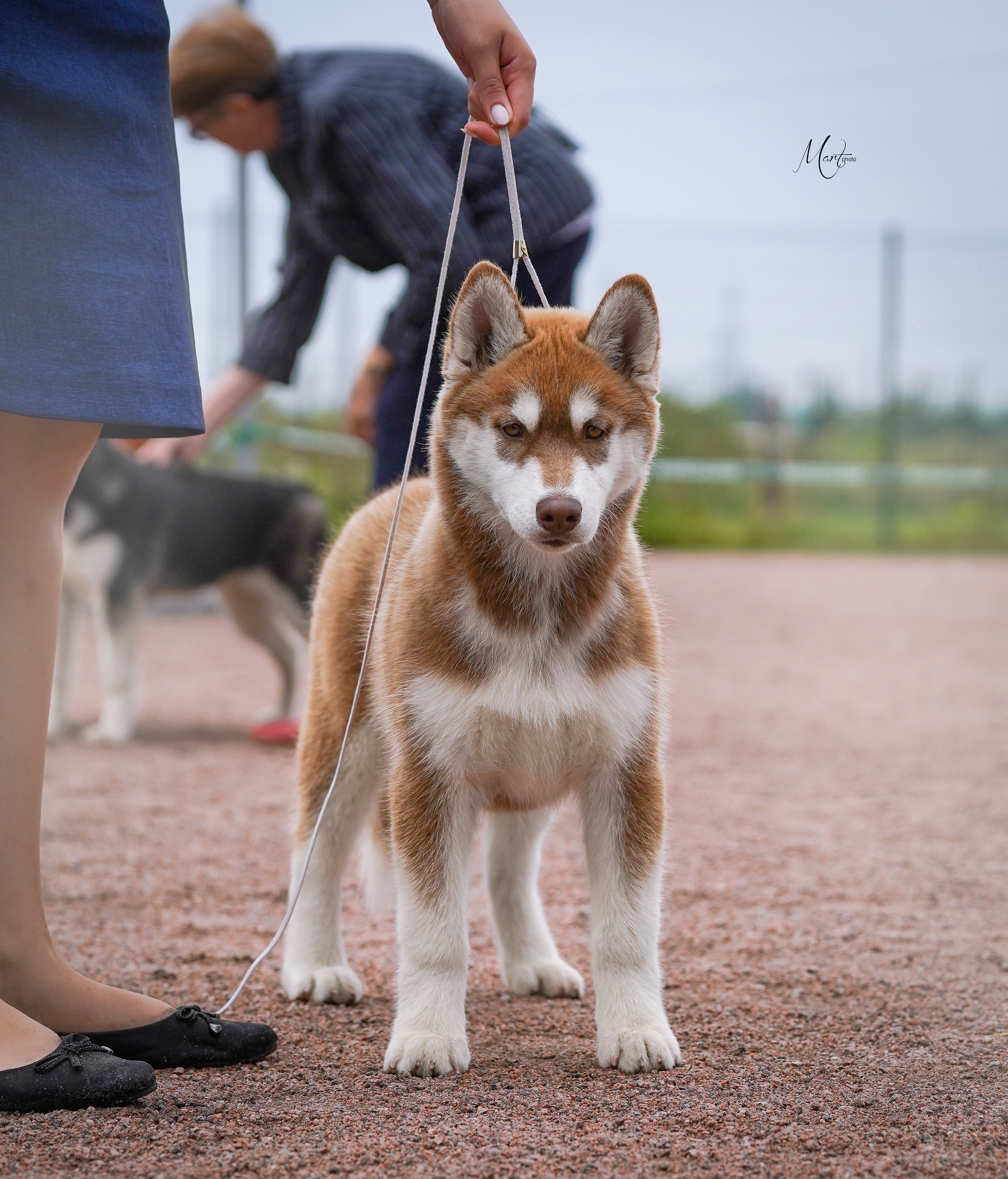 Выставки 2022. Фотограф-анималист в Санкт-Петербурге Яна Мартынова