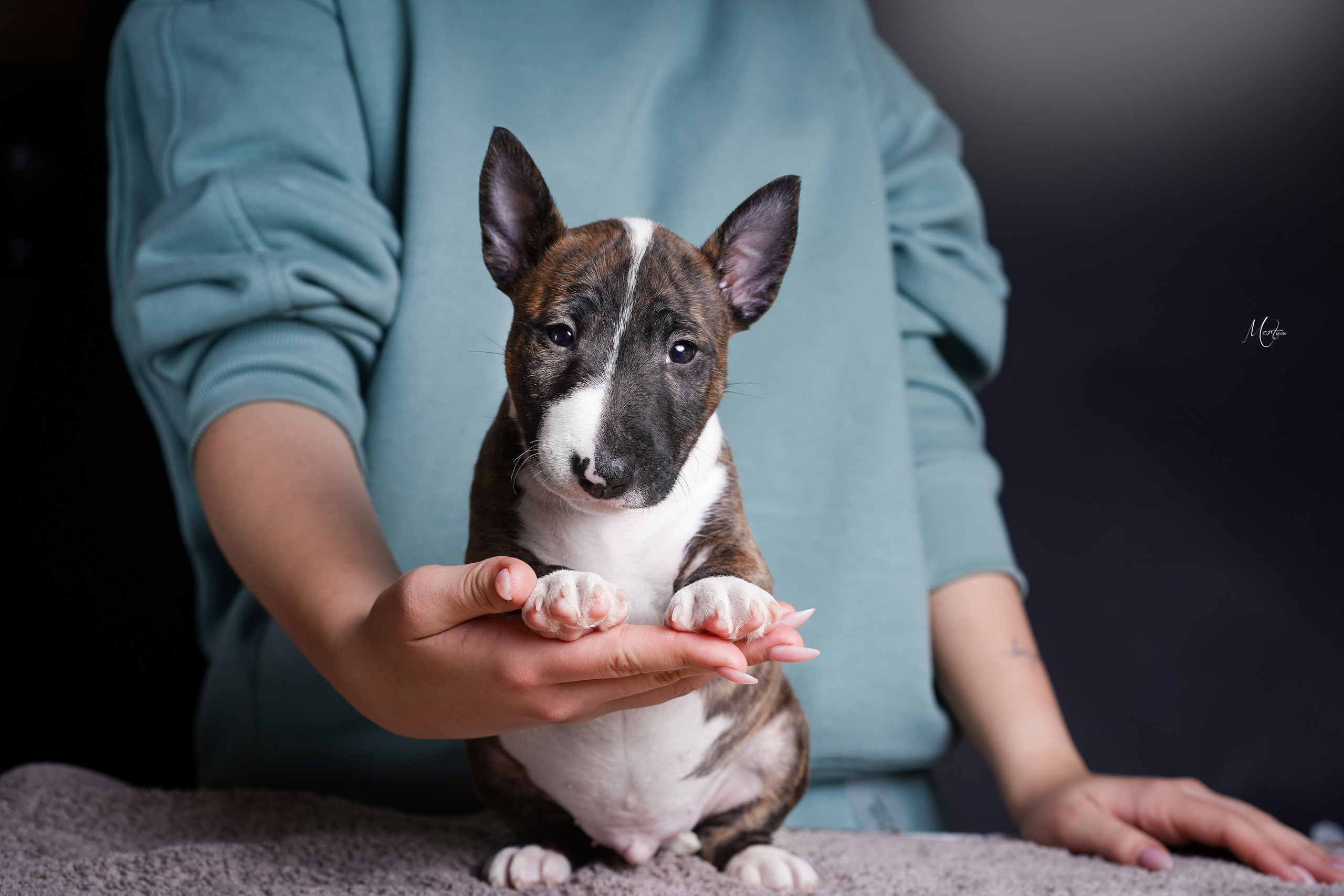 Щенки минибуля. Фотограф-анималист в Санкт-Петербурге Яна Мартынова