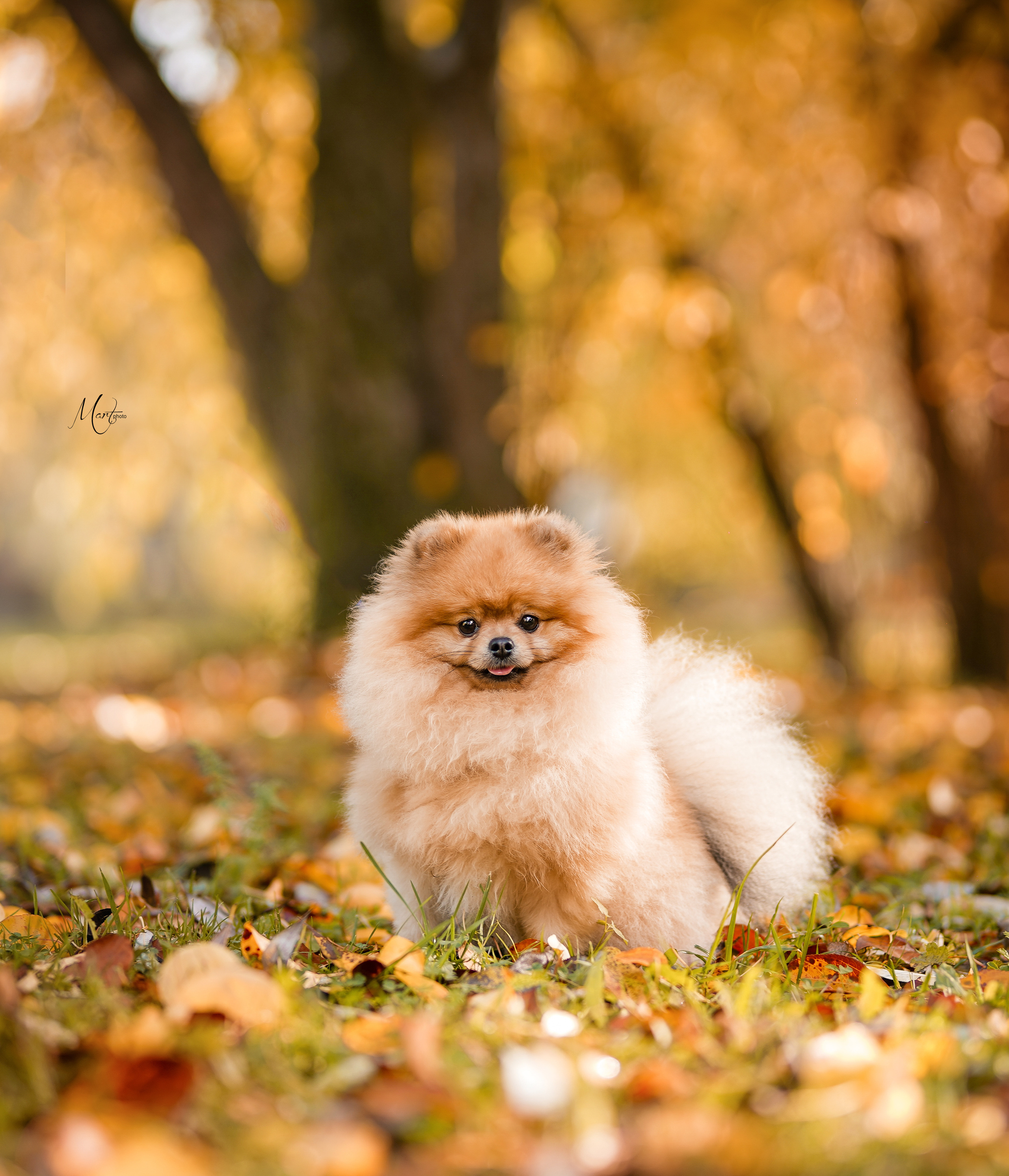 Тедди и его люди. Фотограф-анималист в Санкт-Петербурге Яна Мартынова