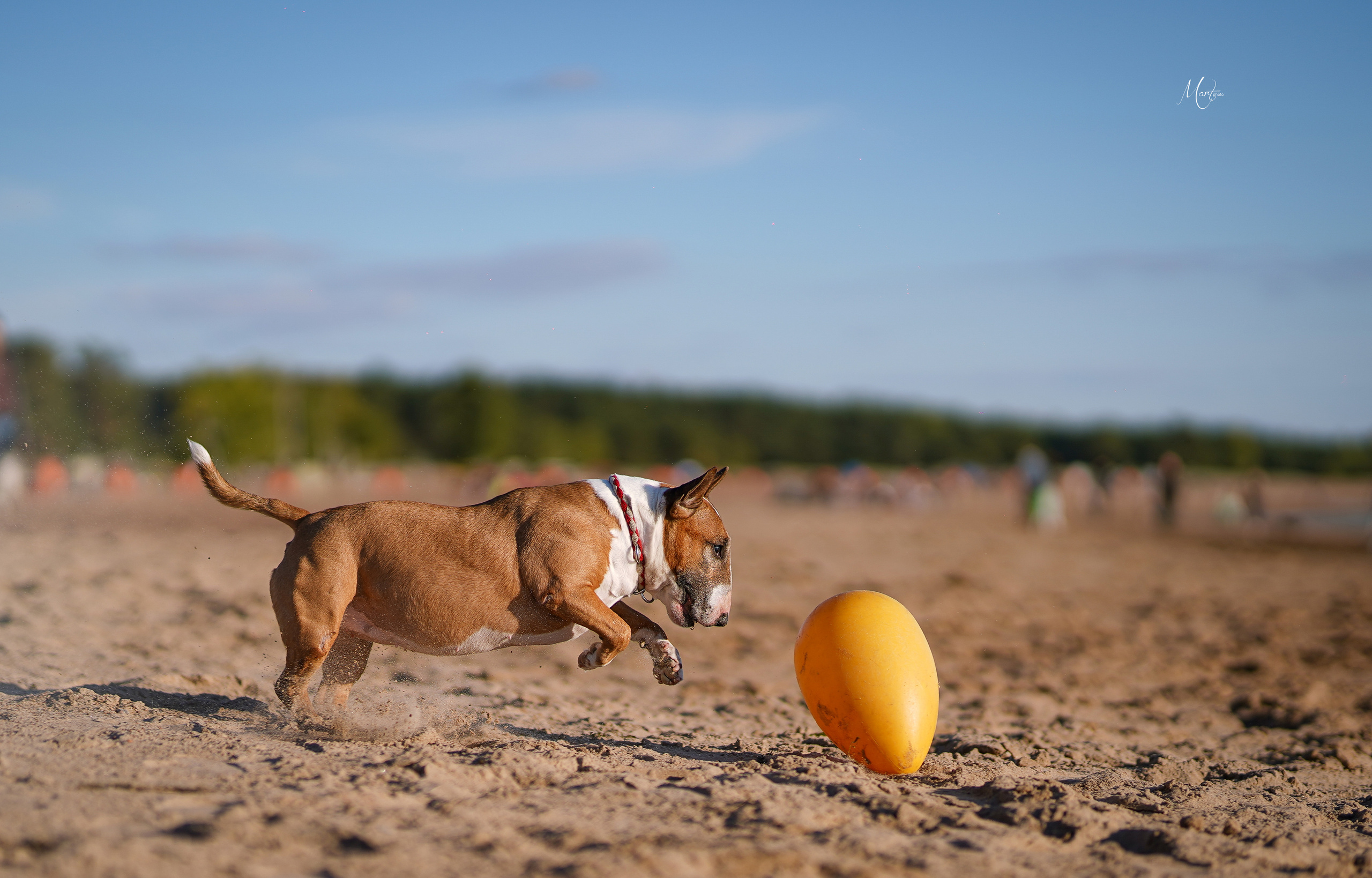 Моня, Оксана и Таисия. Фотограф-анималист в Санкт-Петербурге Яна Мартынова