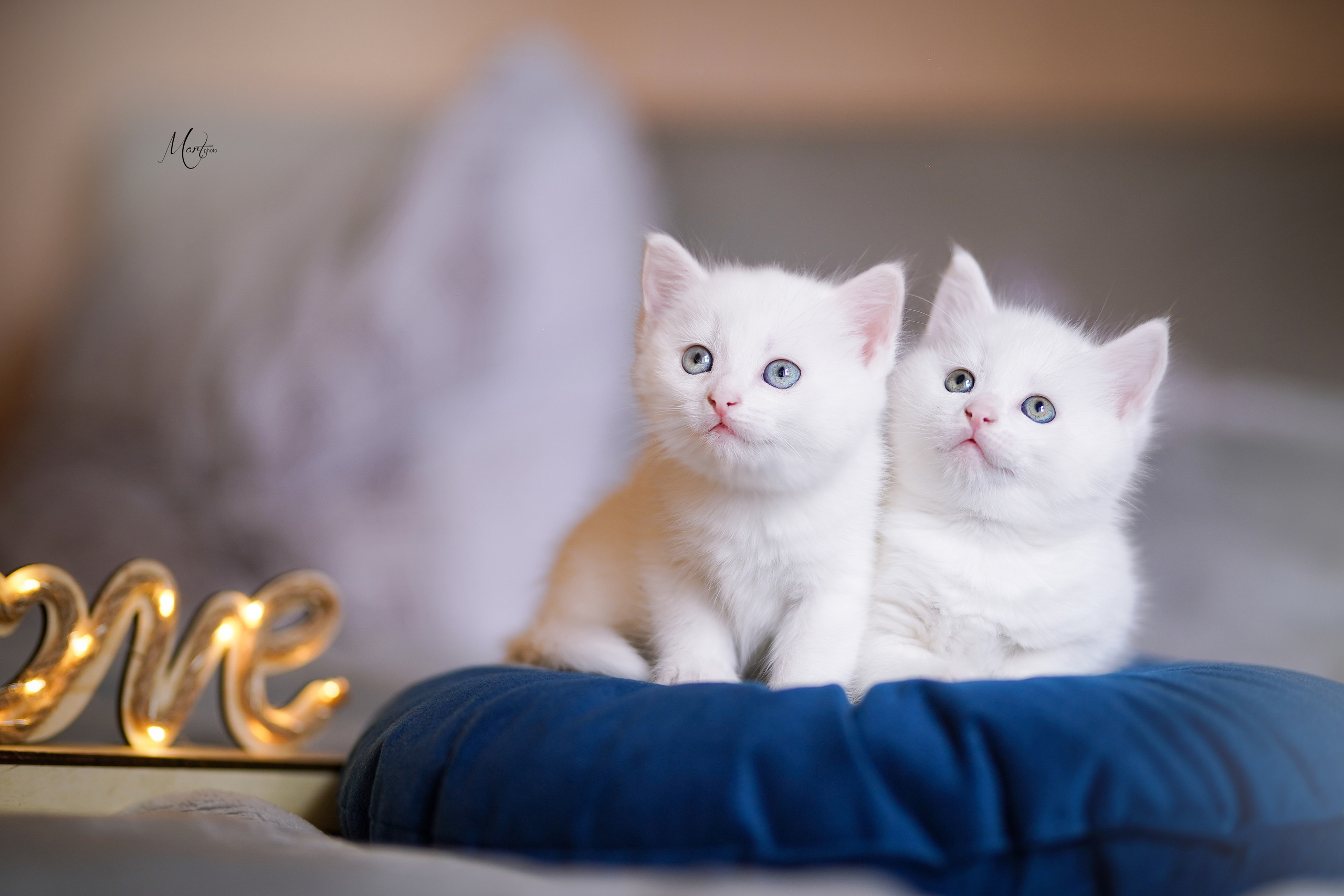 Котята. Фотограф-анималист в Санкт-Петербурге Яна Мартынова