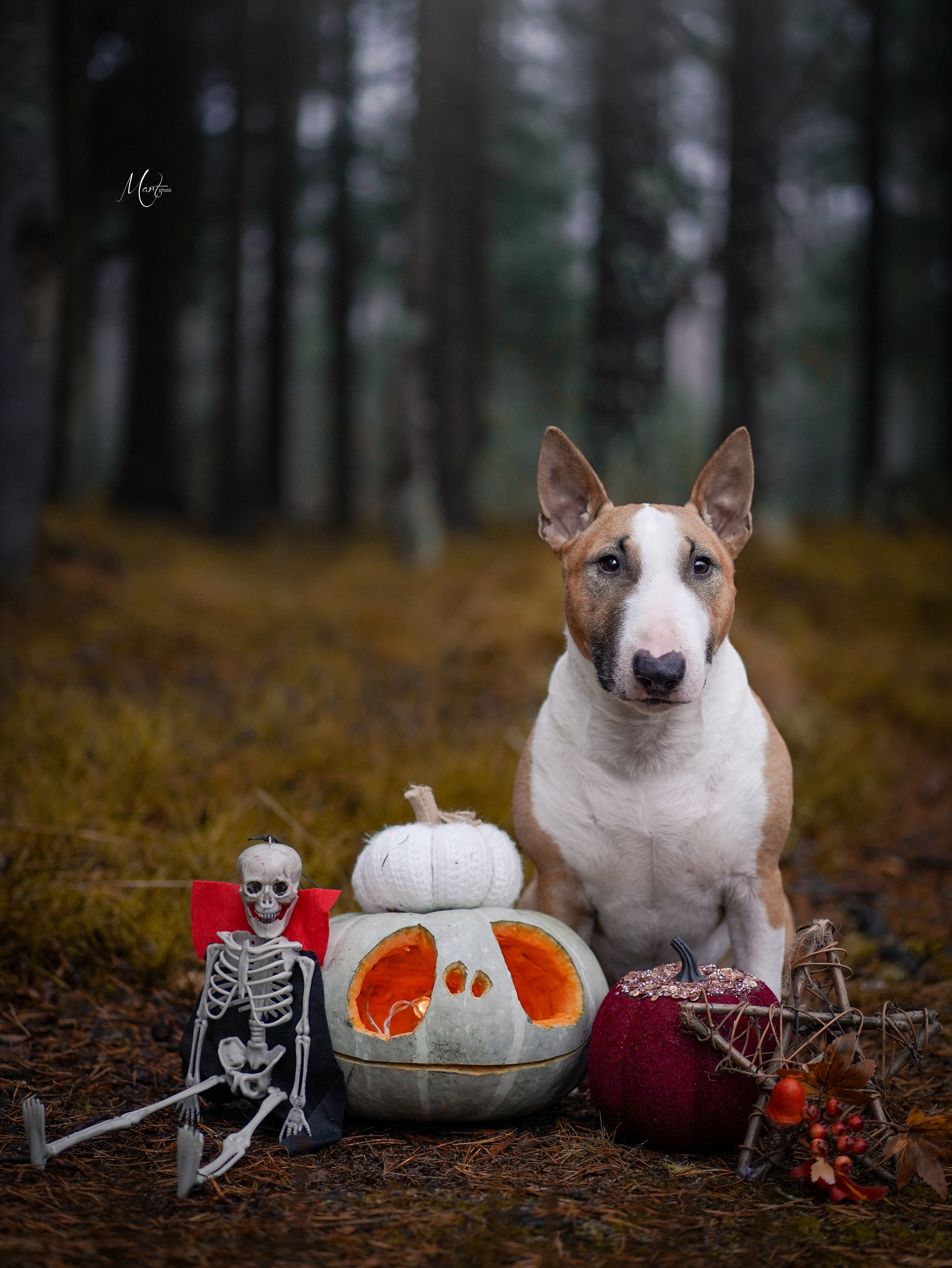 Хеллоуин 22. Фотограф-анималист в Санкт-Петербурге Яна Мартынова