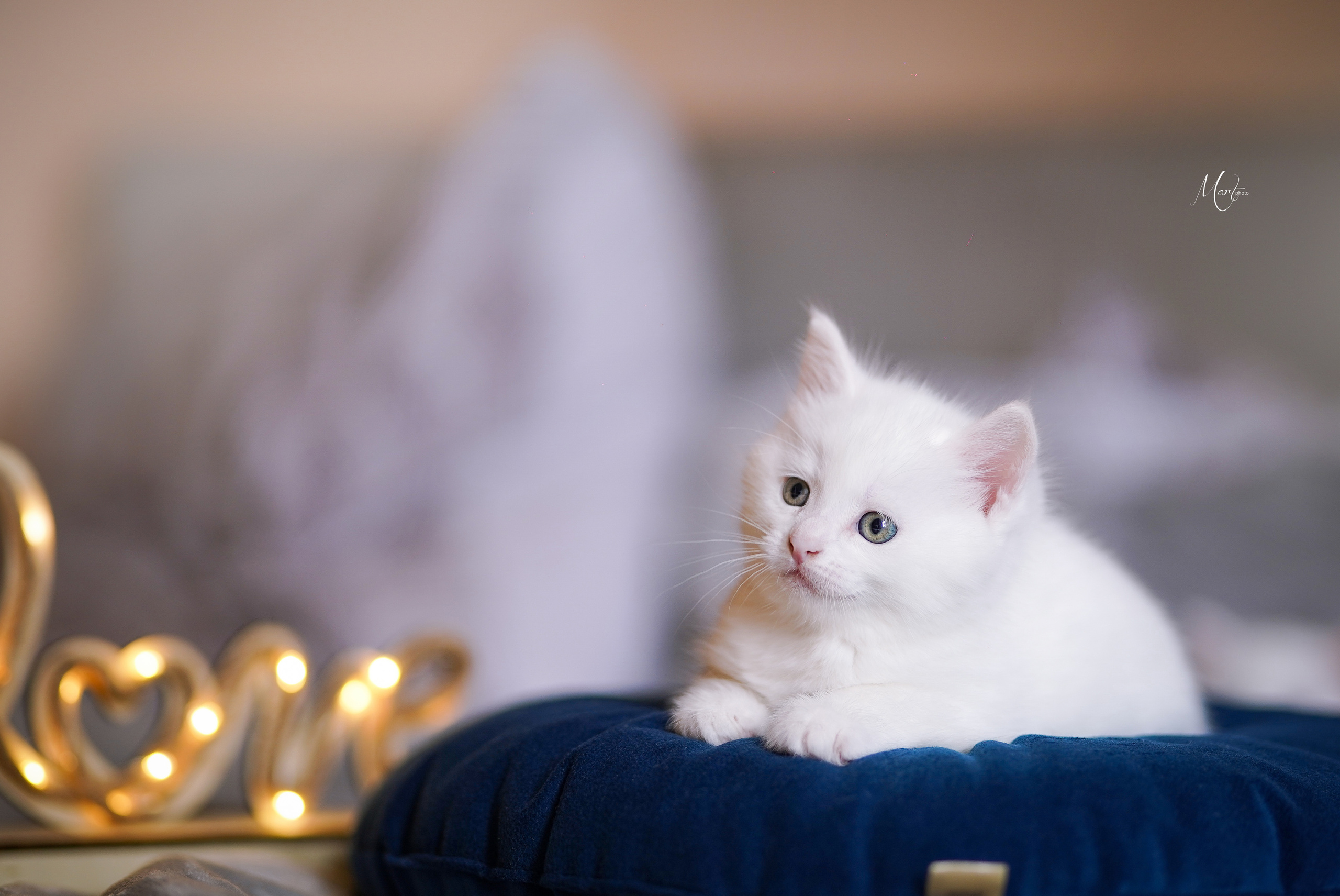 Котята. Фотограф-анималист в Санкт-Петербурге Яна Мартынова