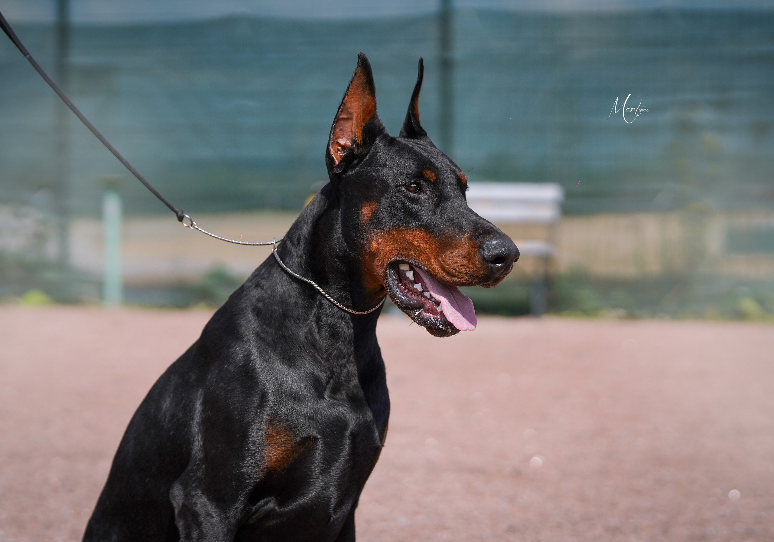 Экстерьерная съемка 2022. Фотограф-анималист в Санкт-Петербурге Яна Мартынова