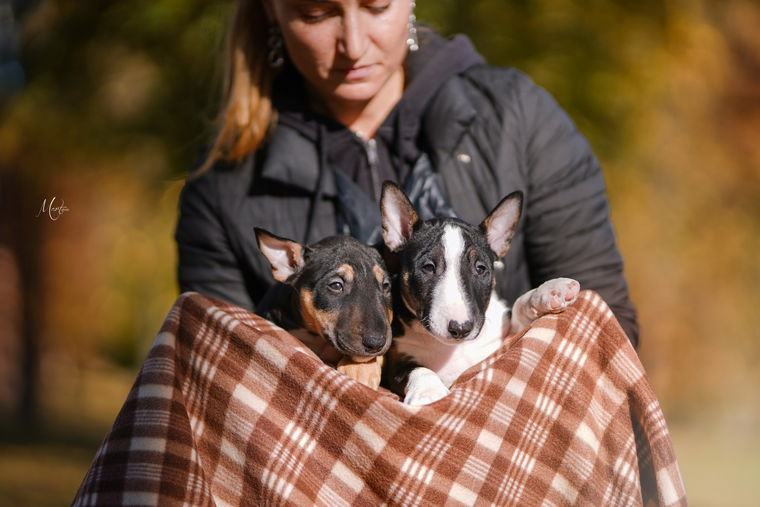 Щенки минибуля. Фотограф-анималист в Санкт-Петербурге Яна Мартынова