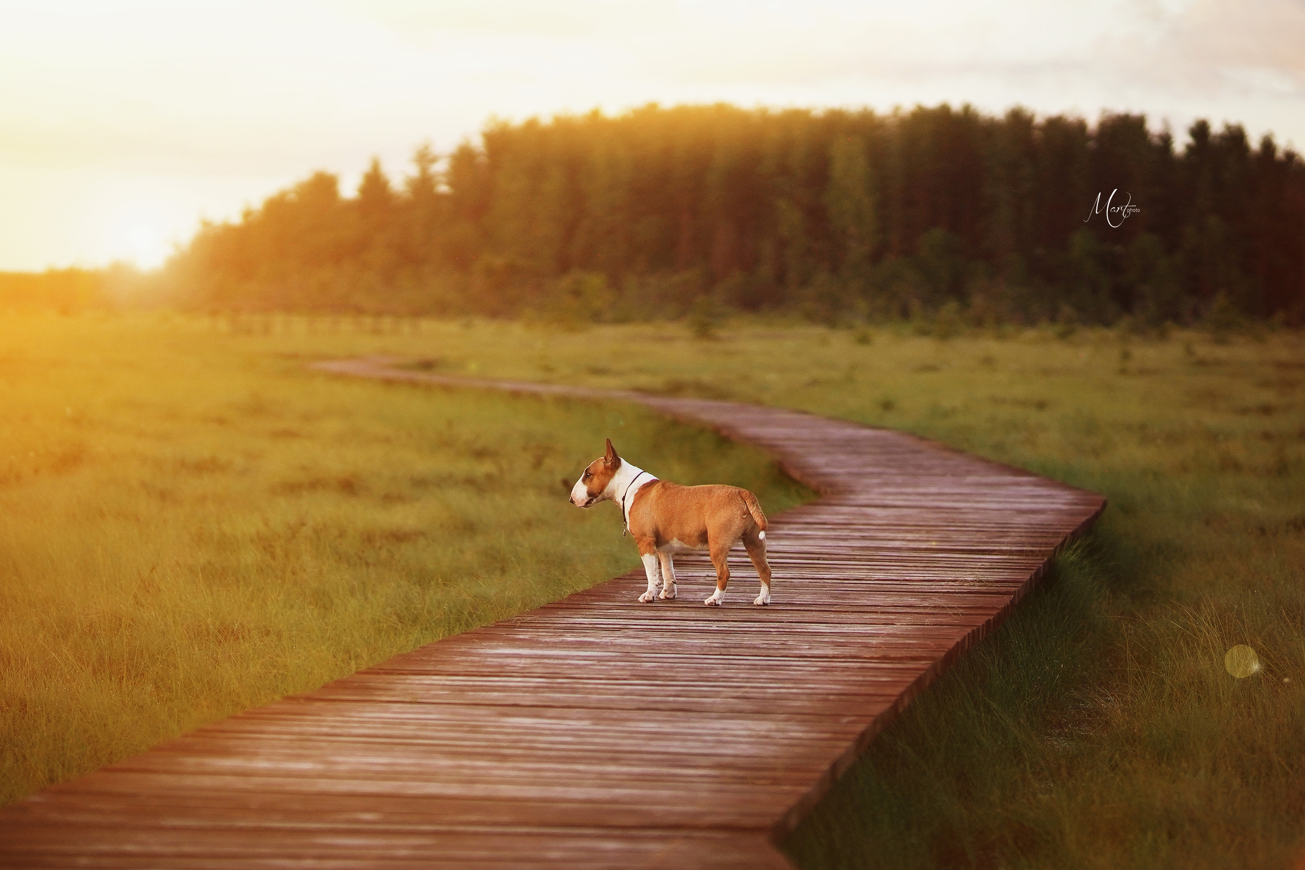 Сестрорецкое болото. Фотограф-анималист в Санкт-Петербурге Яна Мартынова