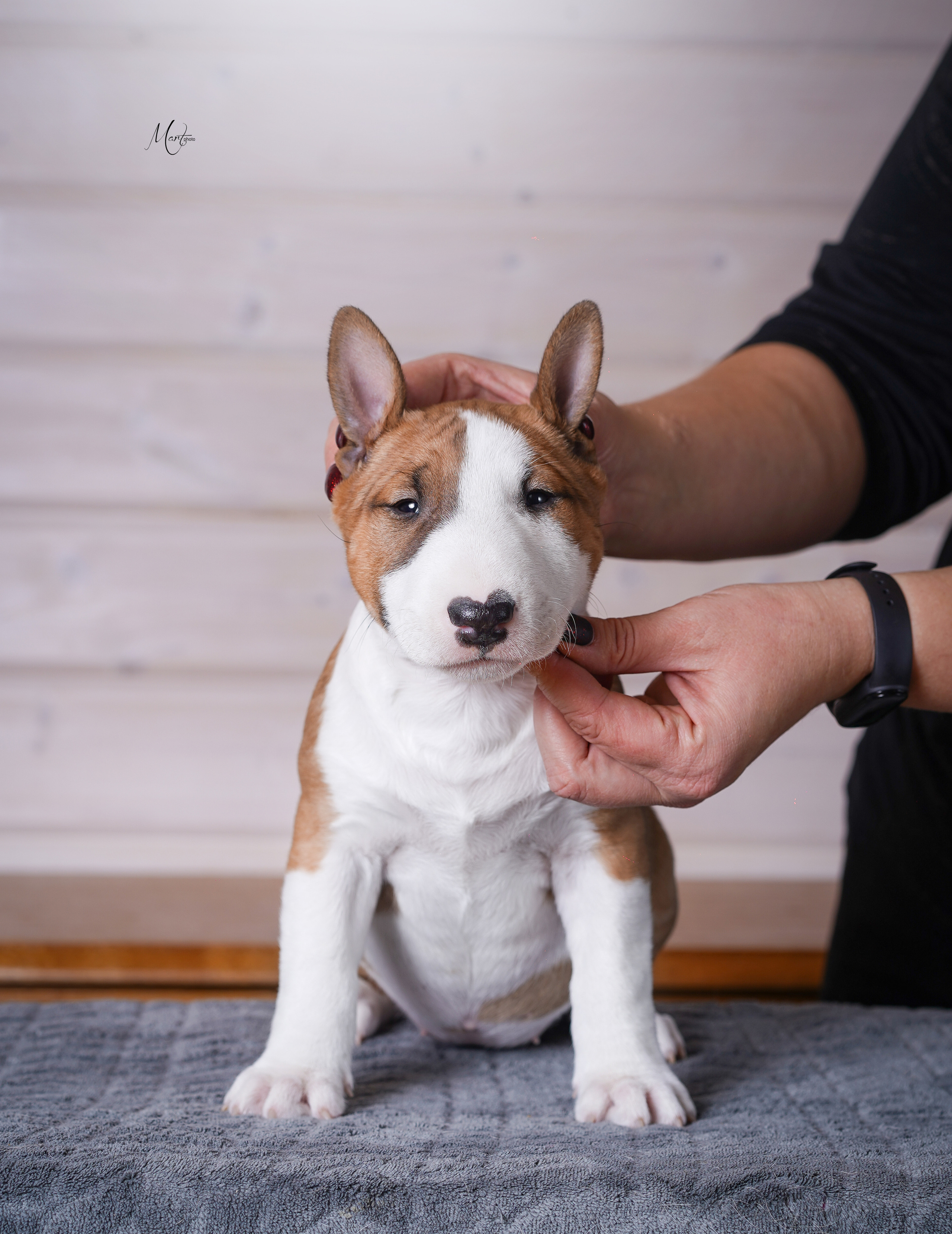 Щенки бультерьера. Фотограф-анималист в Санкт-Петербурге Яна Мартынова