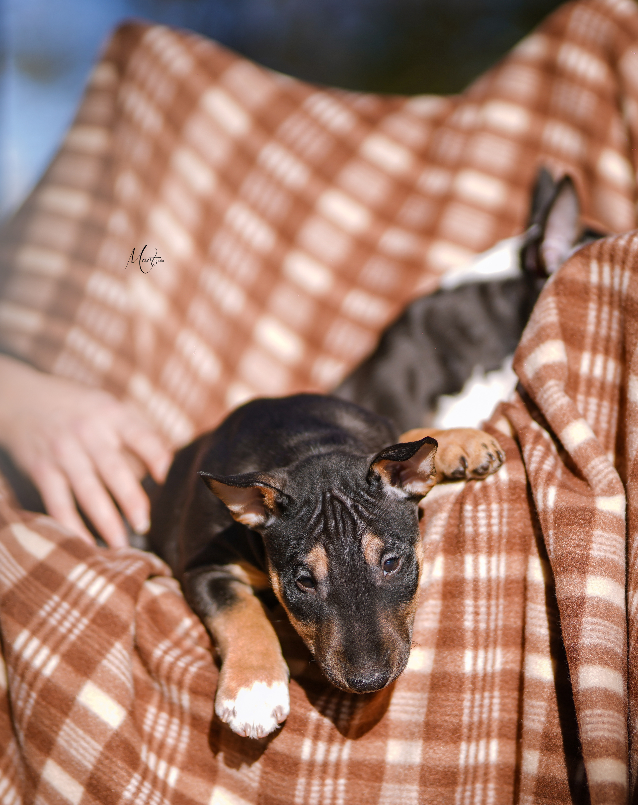 Щенки минибуля. Фотограф-анималист в Санкт-Петербурге Яна Мартынова