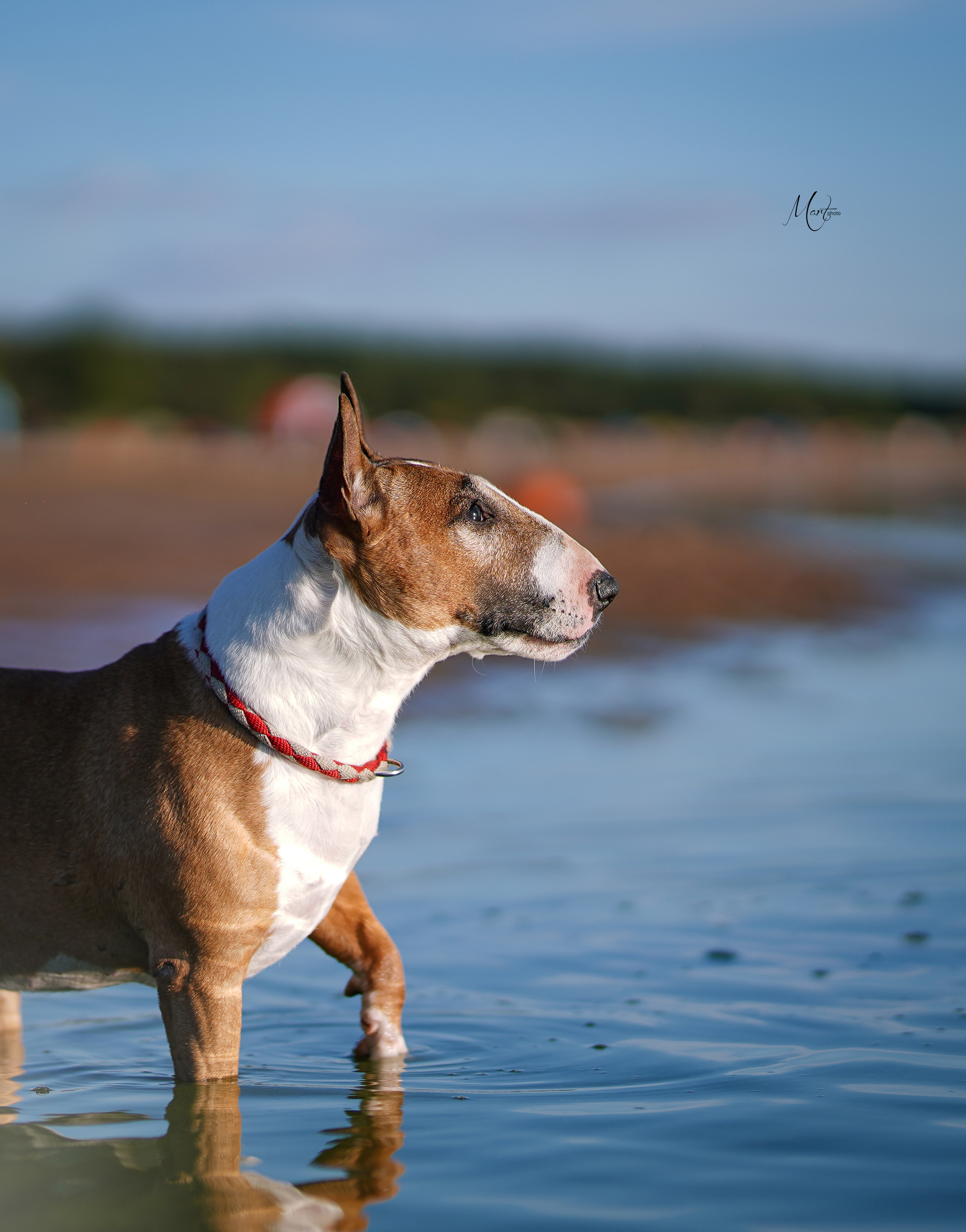 Моня, Оксана и Таисия. Фотограф-анималист в Санкт-Петербурге Яна Мартынова