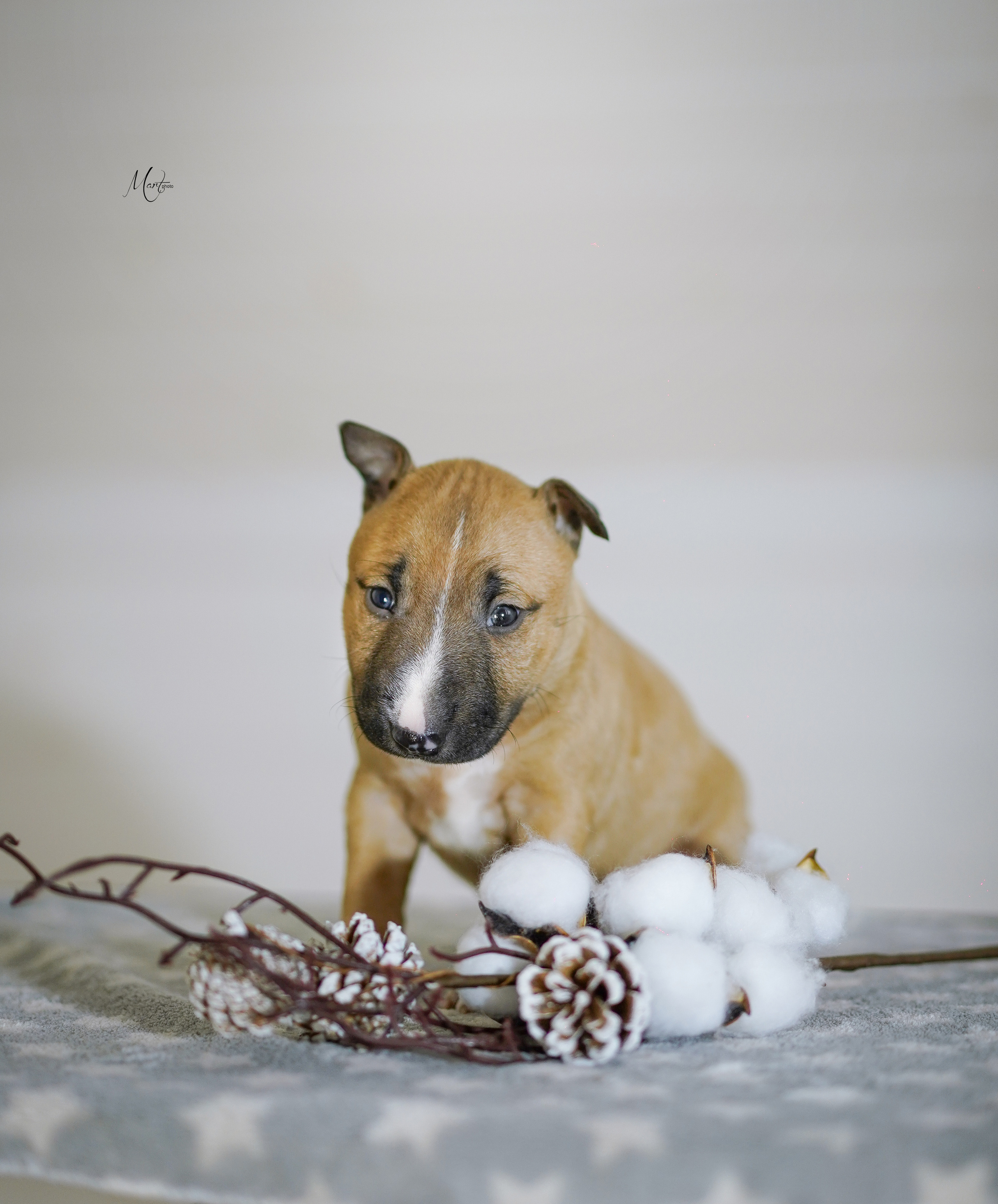 Щенки минибуля. Фотограф-анималист в Санкт-Петербурге Яна Мартынова