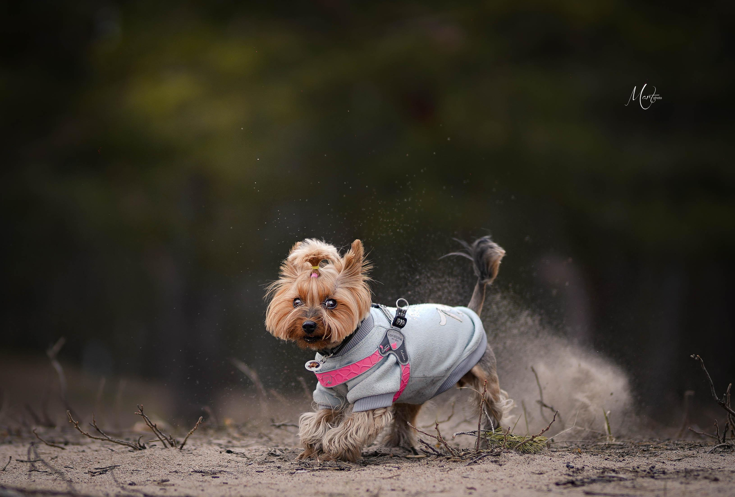 Эффи. Фотограф-анималист в Санкт-Петербурге Яна Мартынова