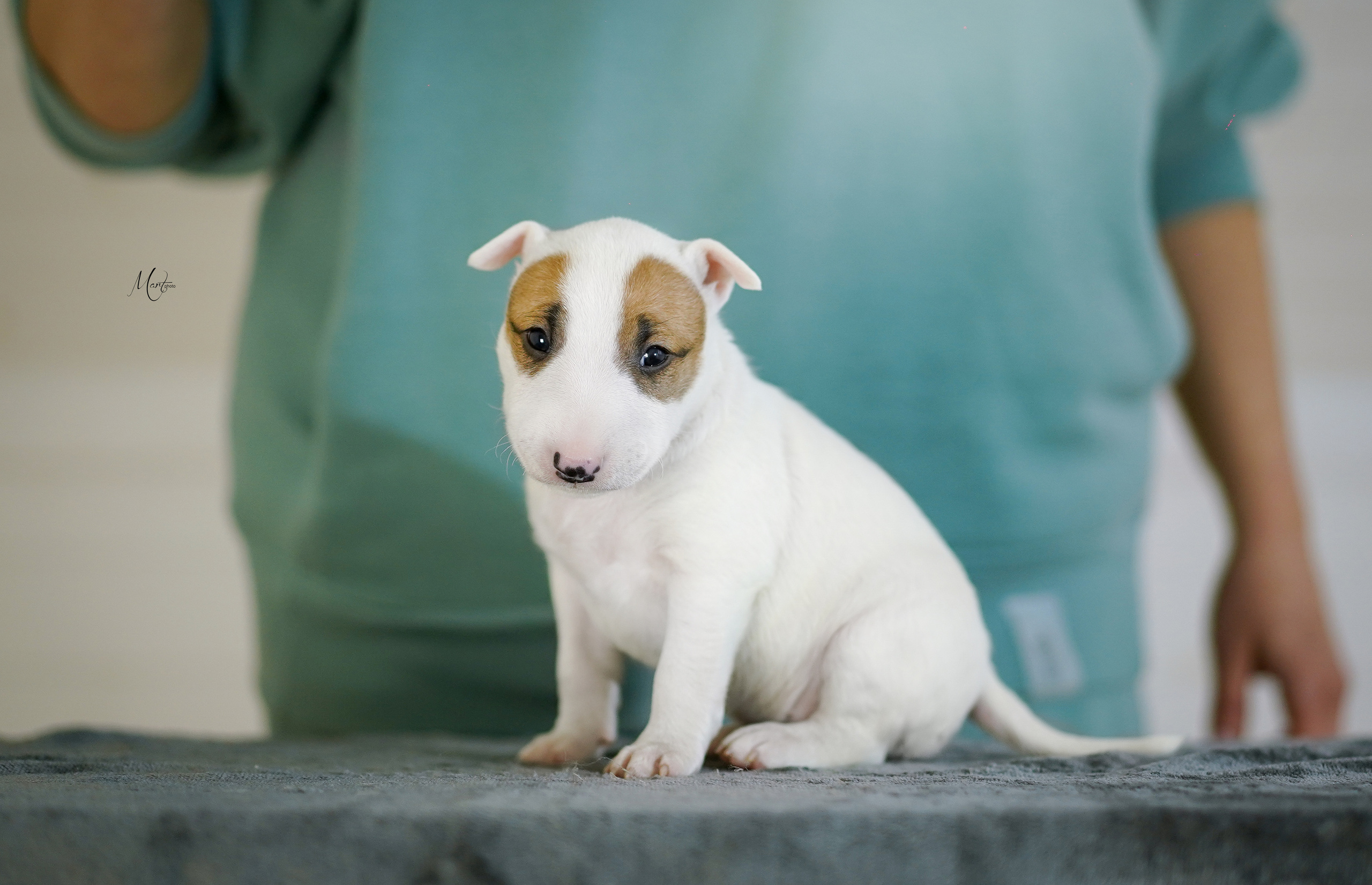 Щенки минибуля. Фотограф-анималист в Санкт-Петербурге Яна Мартынова