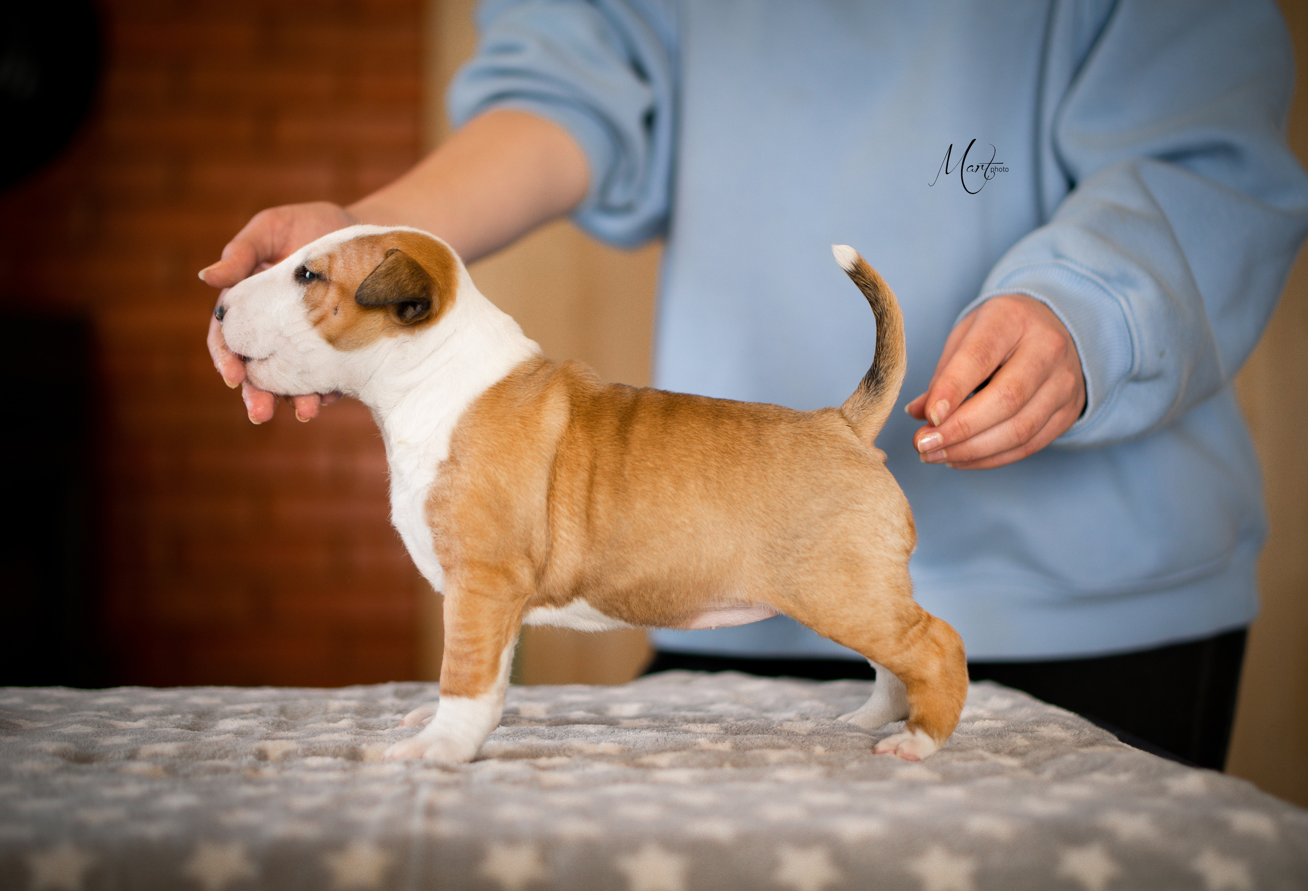 Щенки минибуля. Фотограф-анималист в Санкт-Петербурге Яна Мартынова