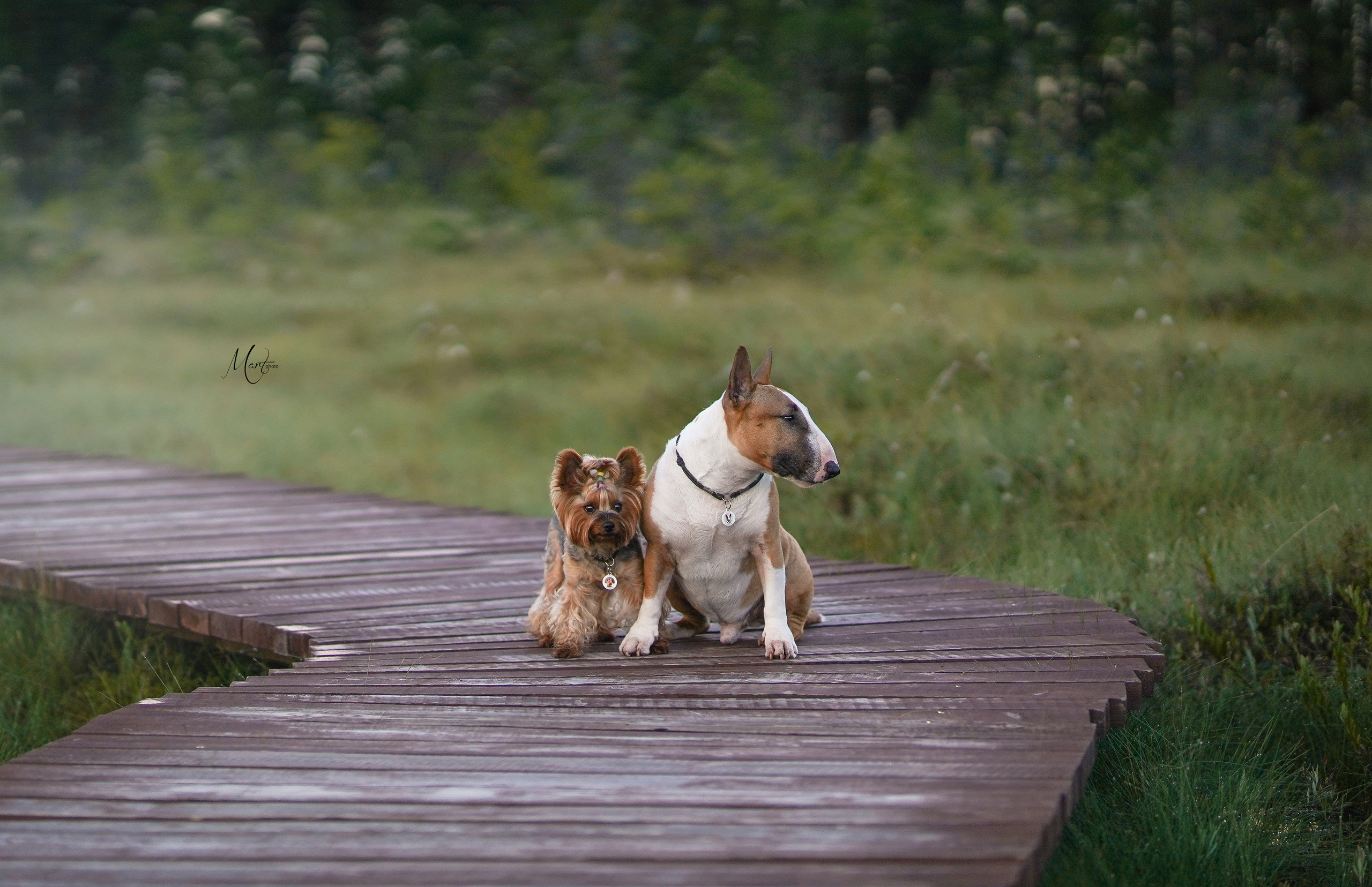 Сестрорецкое болото. Фотограф-анималист в Санкт-Петербурге Яна Мартынова