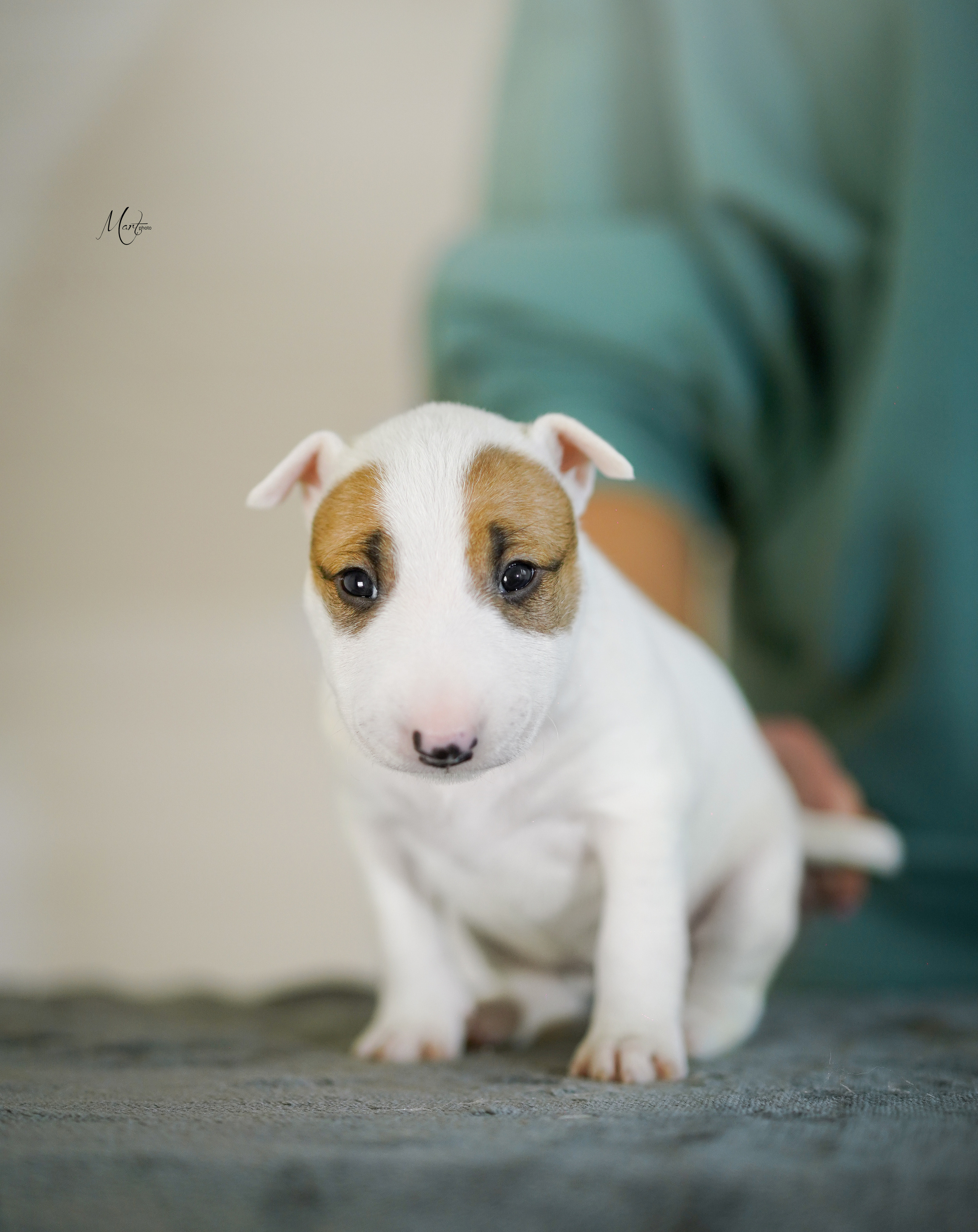Щенки минибуля. Фотограф-анималист в Санкт-Петербурге Яна Мартынова