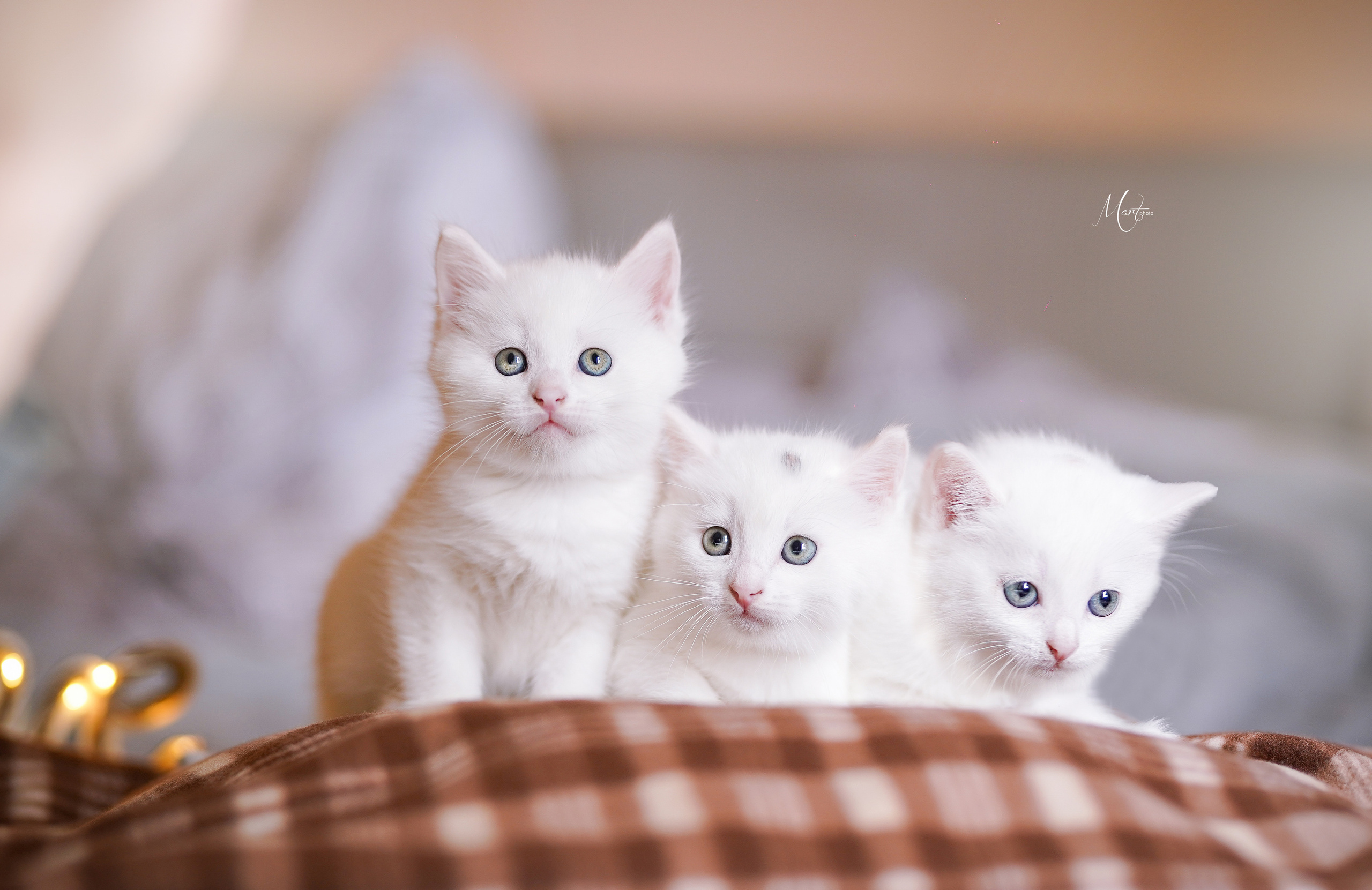 Котята. Фотограф-анималист в Санкт-Петербурге Яна Мартынова