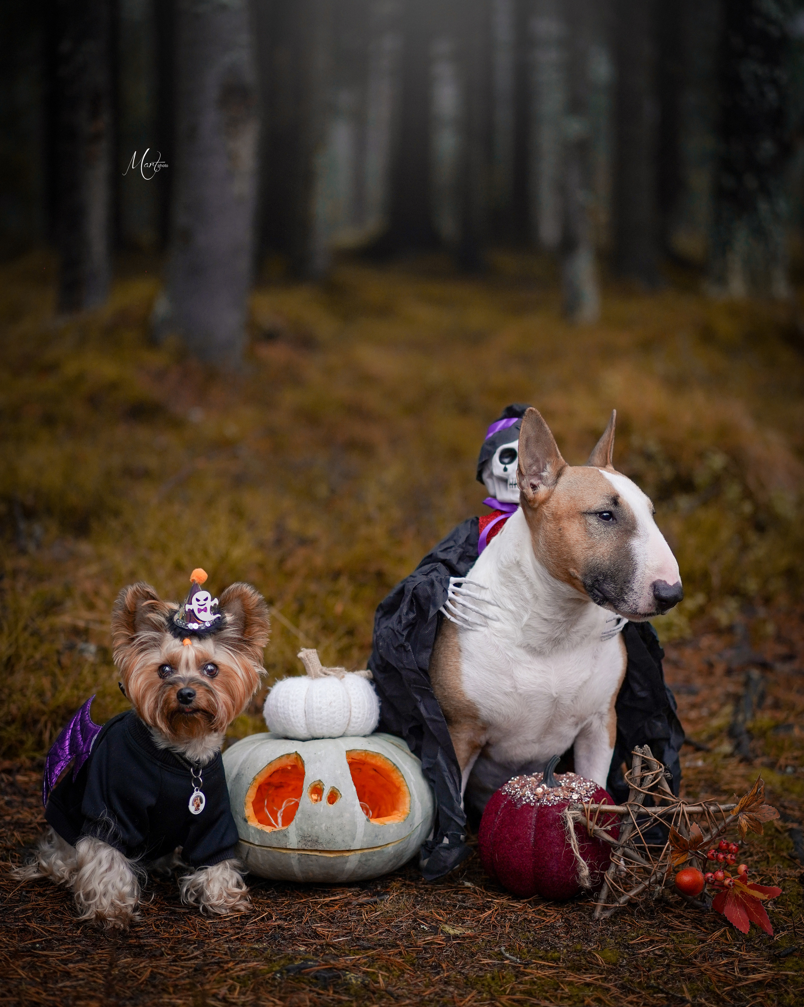 Хеллоуин 22. Фотограф-анималист в Санкт-Петербурге Яна Мартынова