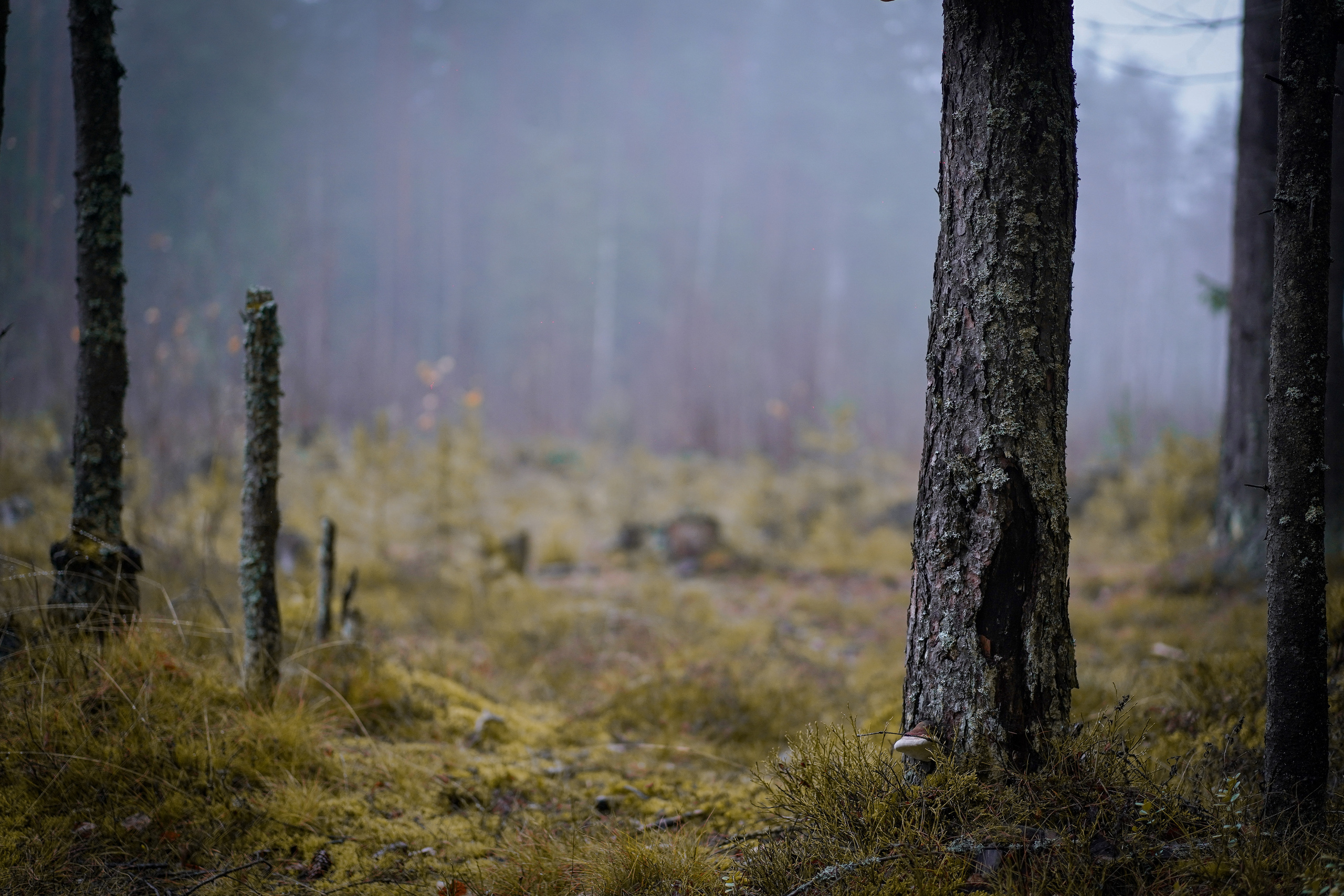 Хеллоуин 22. Фотограф-анималист в Санкт-Петербурге Яна Мартынова