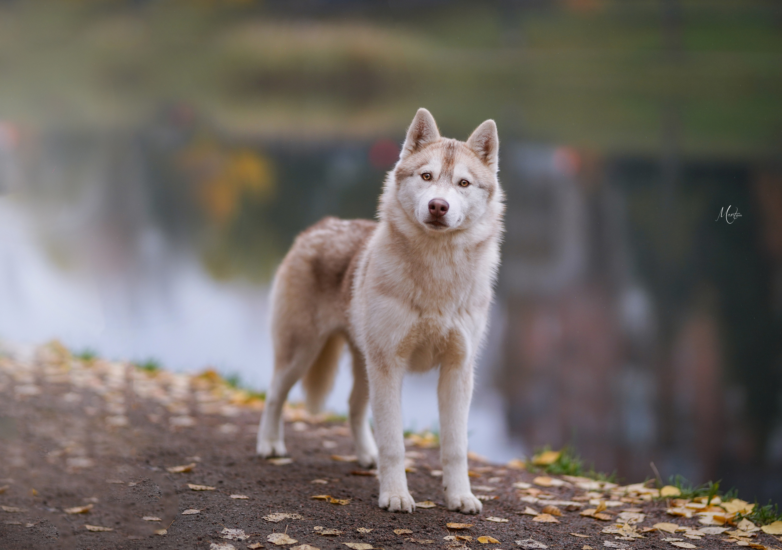 Саша и хаси. Фотограф-анималист в Санкт-Петербурге Яна Мартынова