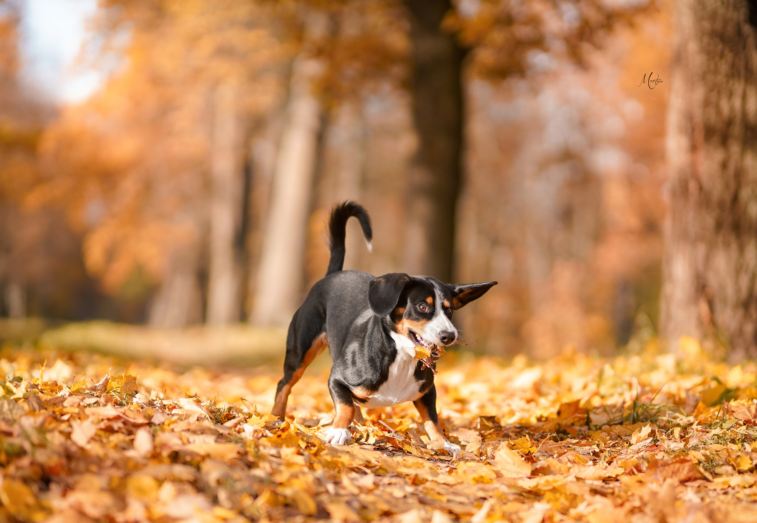 Ксения и Ванда. Фотограф-анималист в Санкт-Петербурге Яна Мартынова
