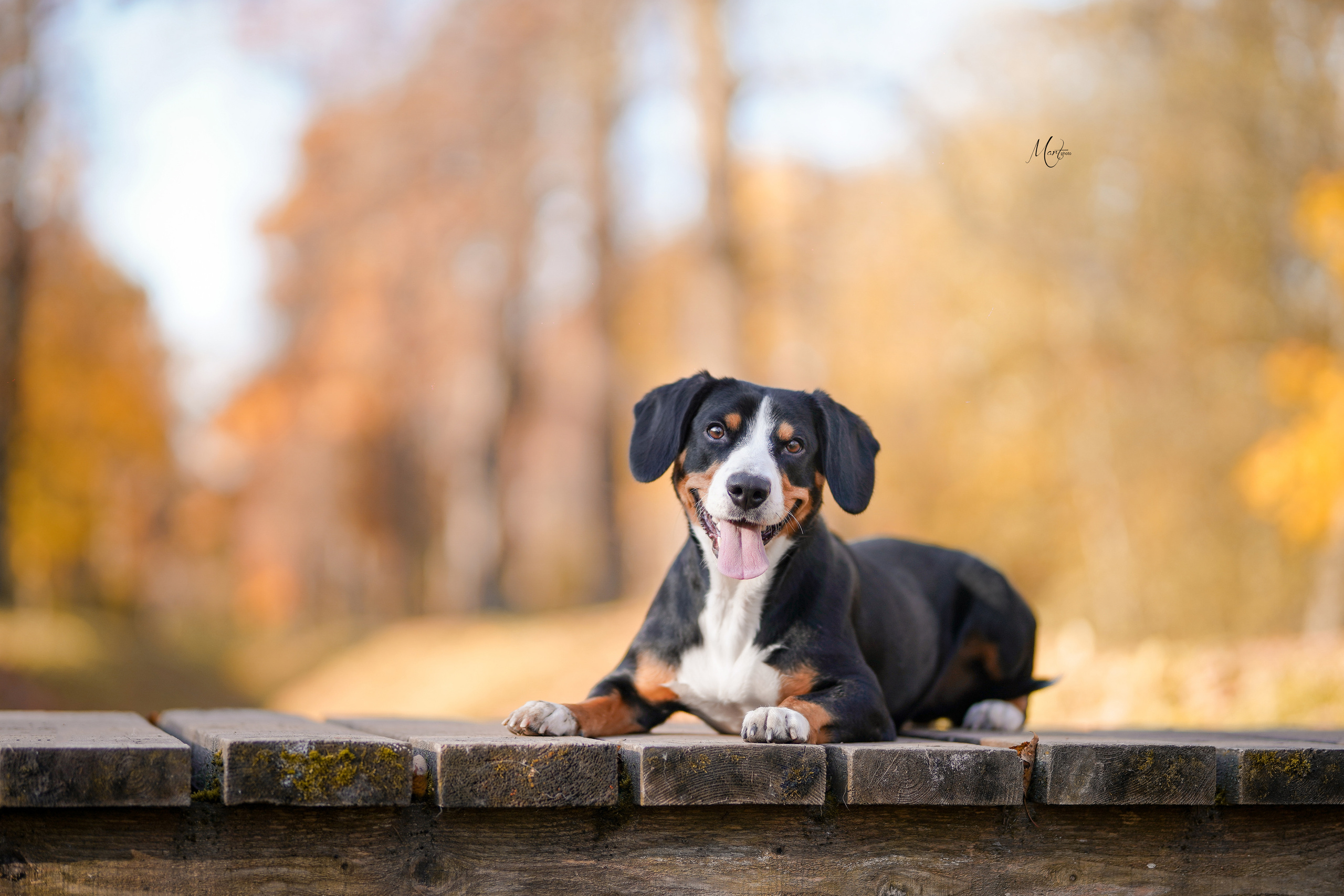 Ксения и Ванда. Фотограф-анималист в Санкт-Петербурге Яна Мартынова
