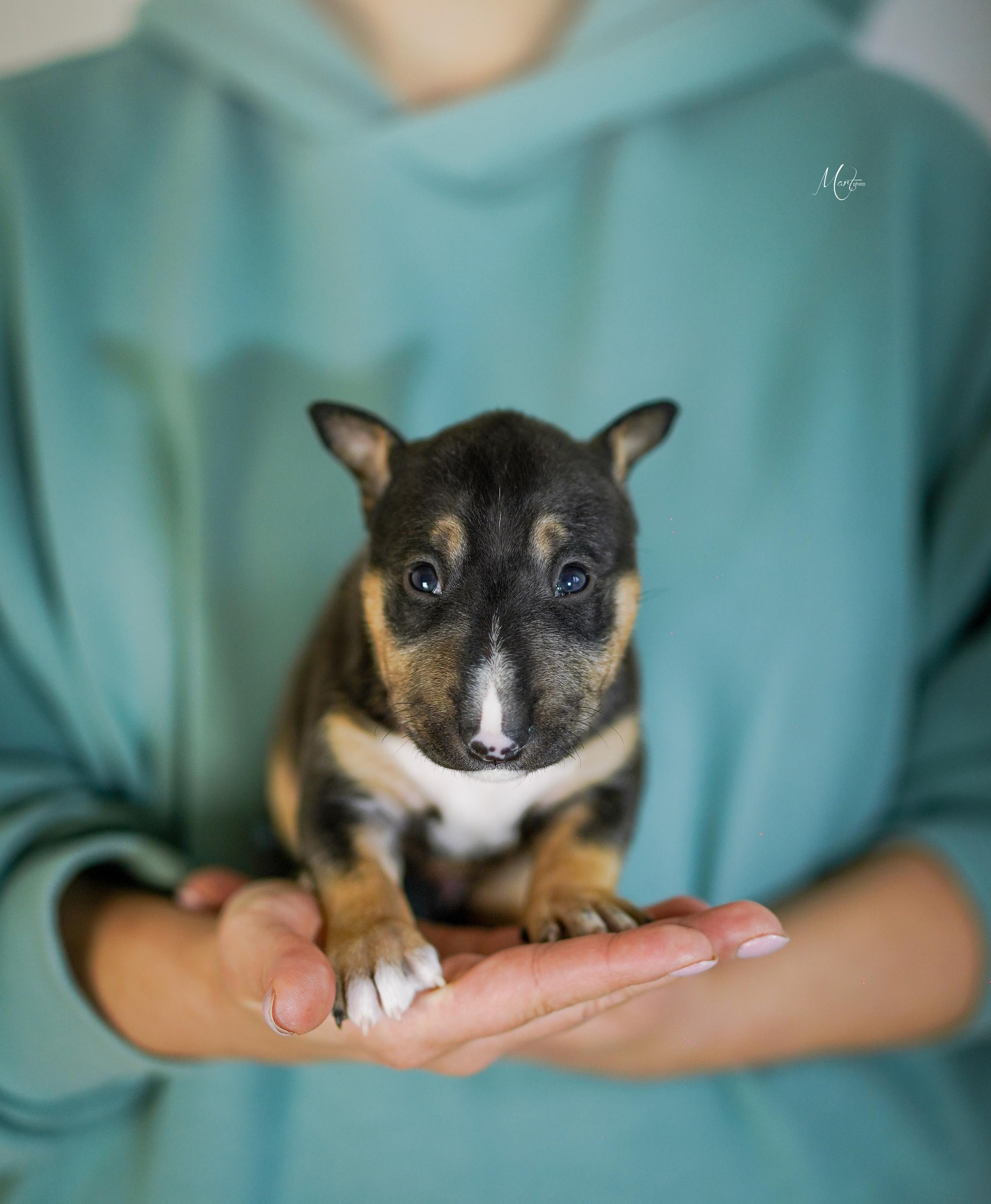Щенки минибуля. Фотограф-анималист в Санкт-Петербурге Яна Мартынова