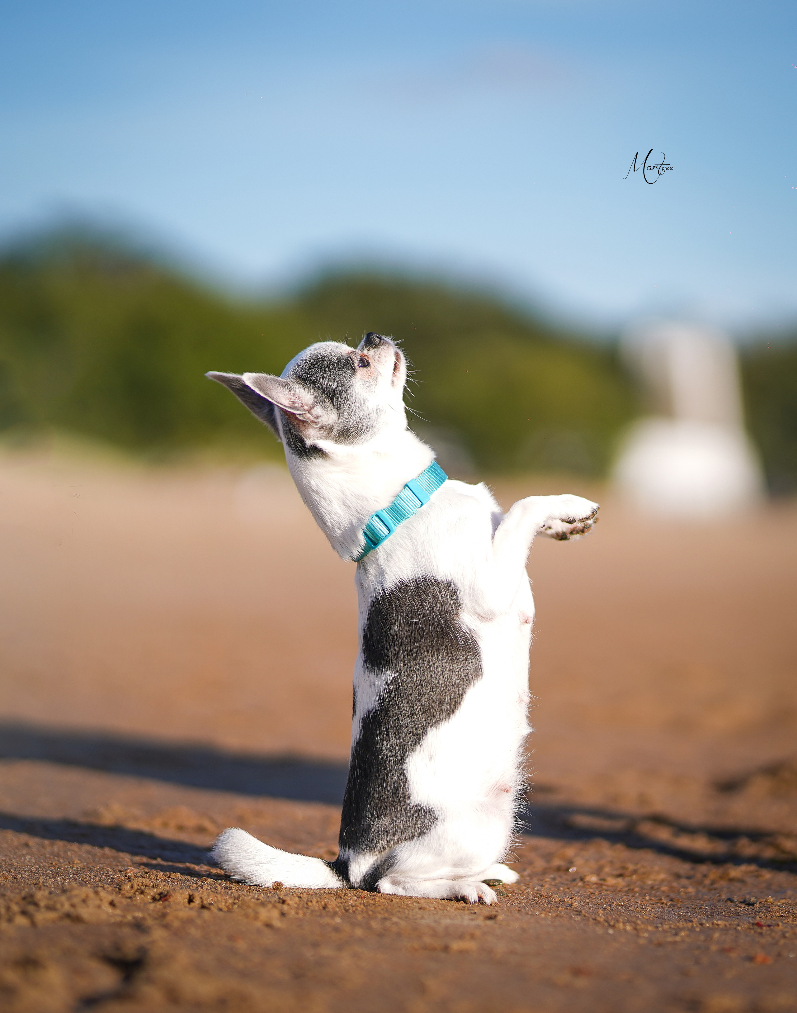 Кристина и банда чихов. Фотограф-анималист в Санкт-Петербурге Яна Мартынова