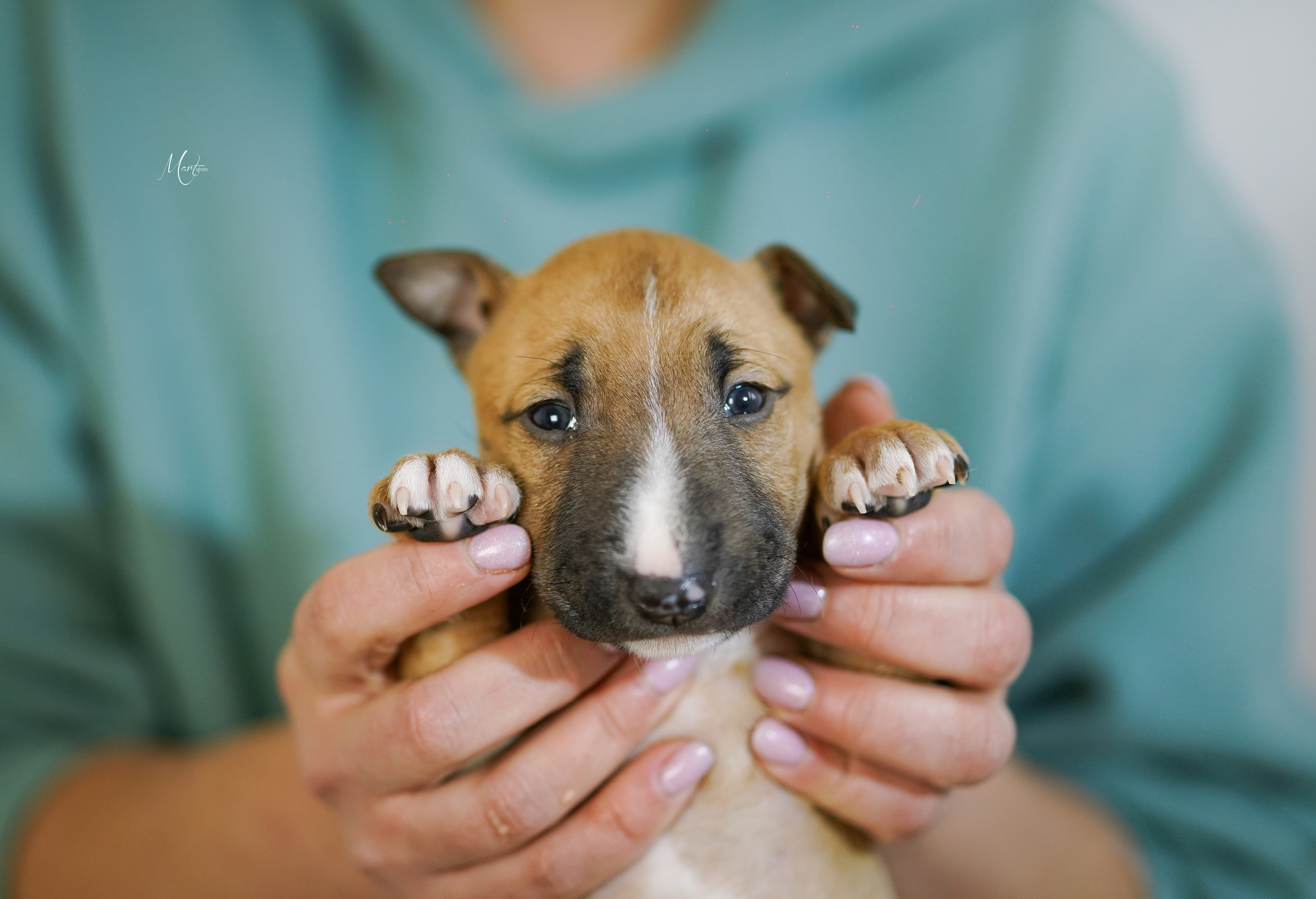 Щенки минибуля. Фотограф-анималист в Санкт-Петербурге Яна Мартынова
