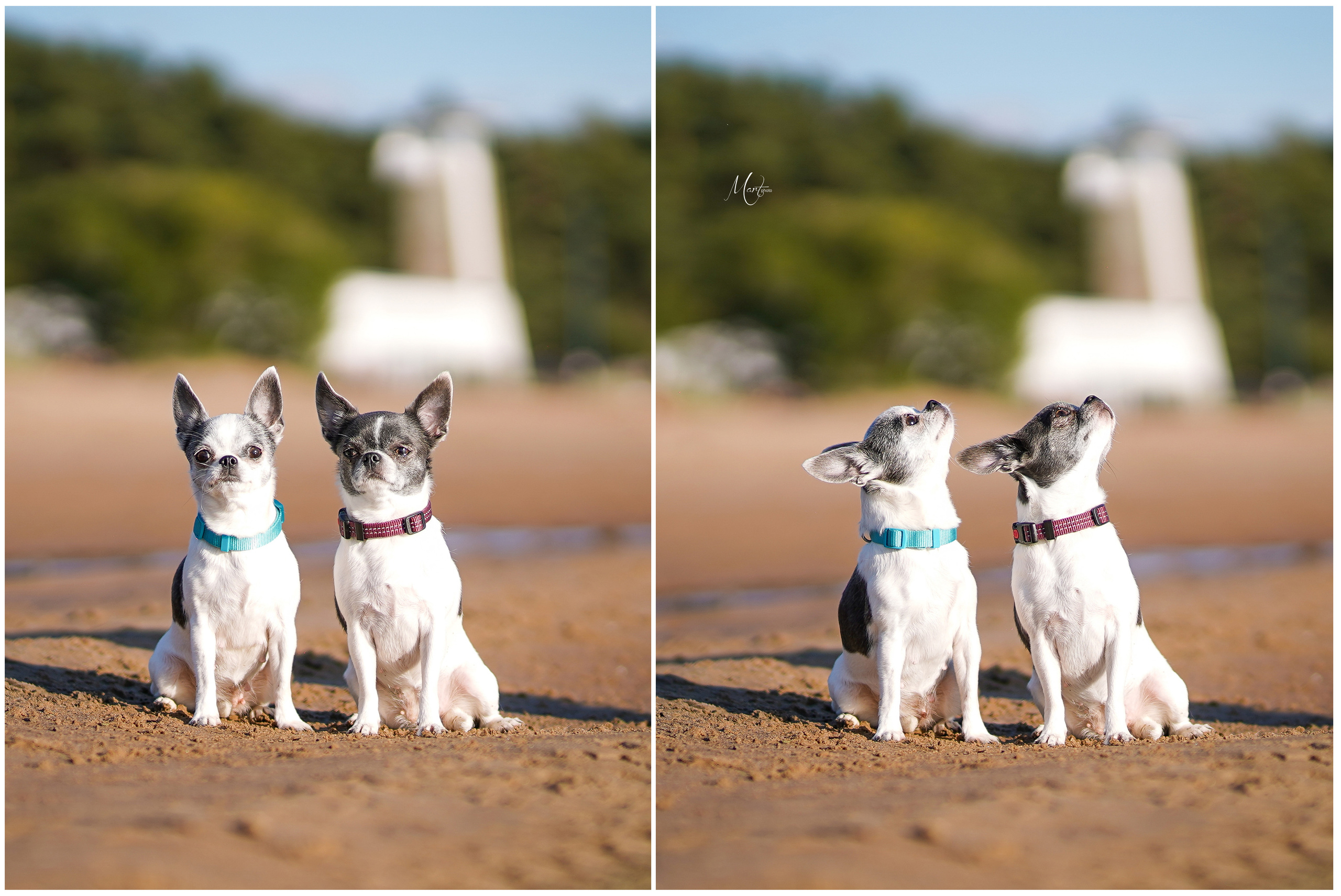 Кристина и банда чихов. Фотограф-анималист в Санкт-Петербурге Яна Мартынова