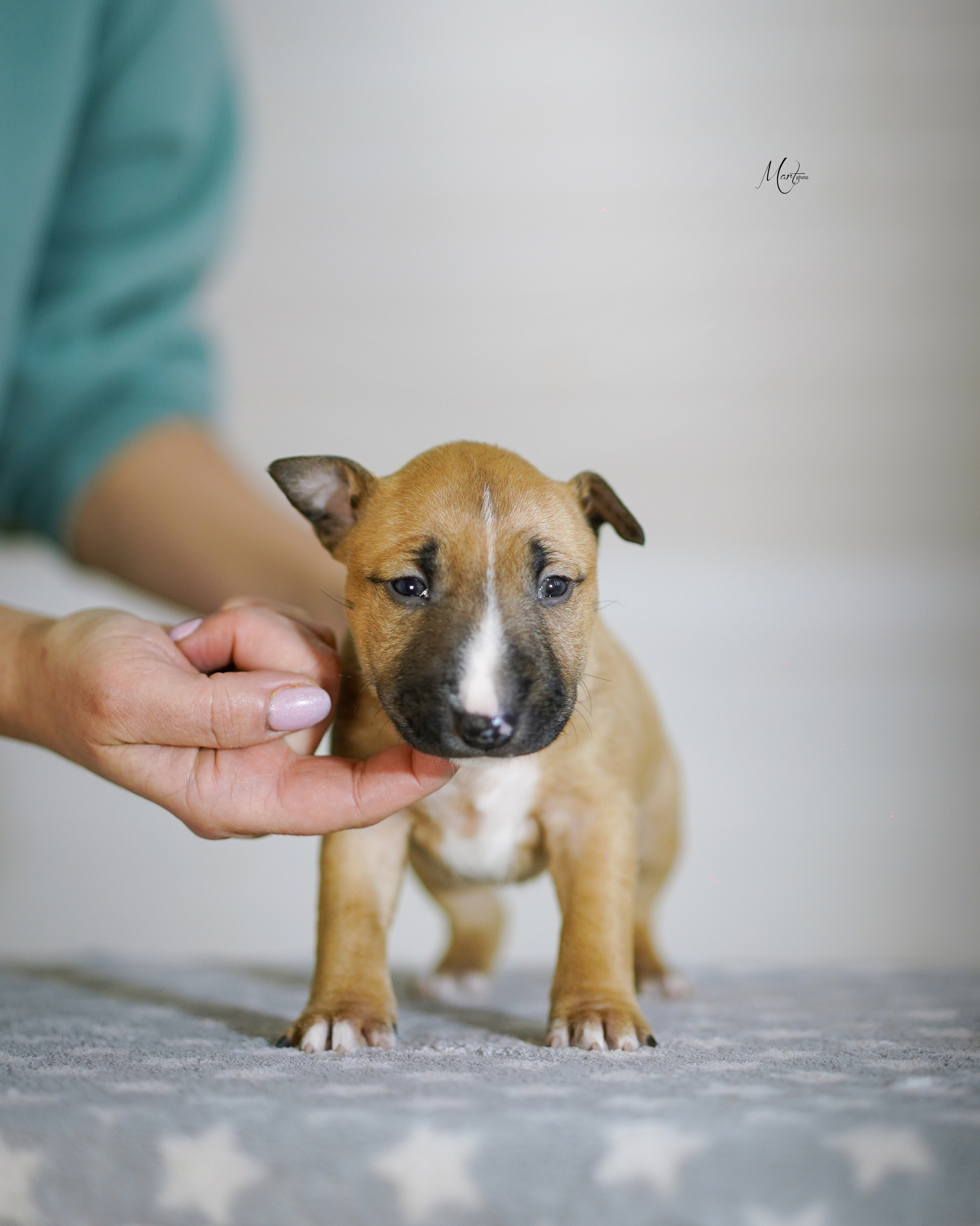 Щенки минибуля. Фотограф-анималист в Санкт-Петербурге Яна Мартынова