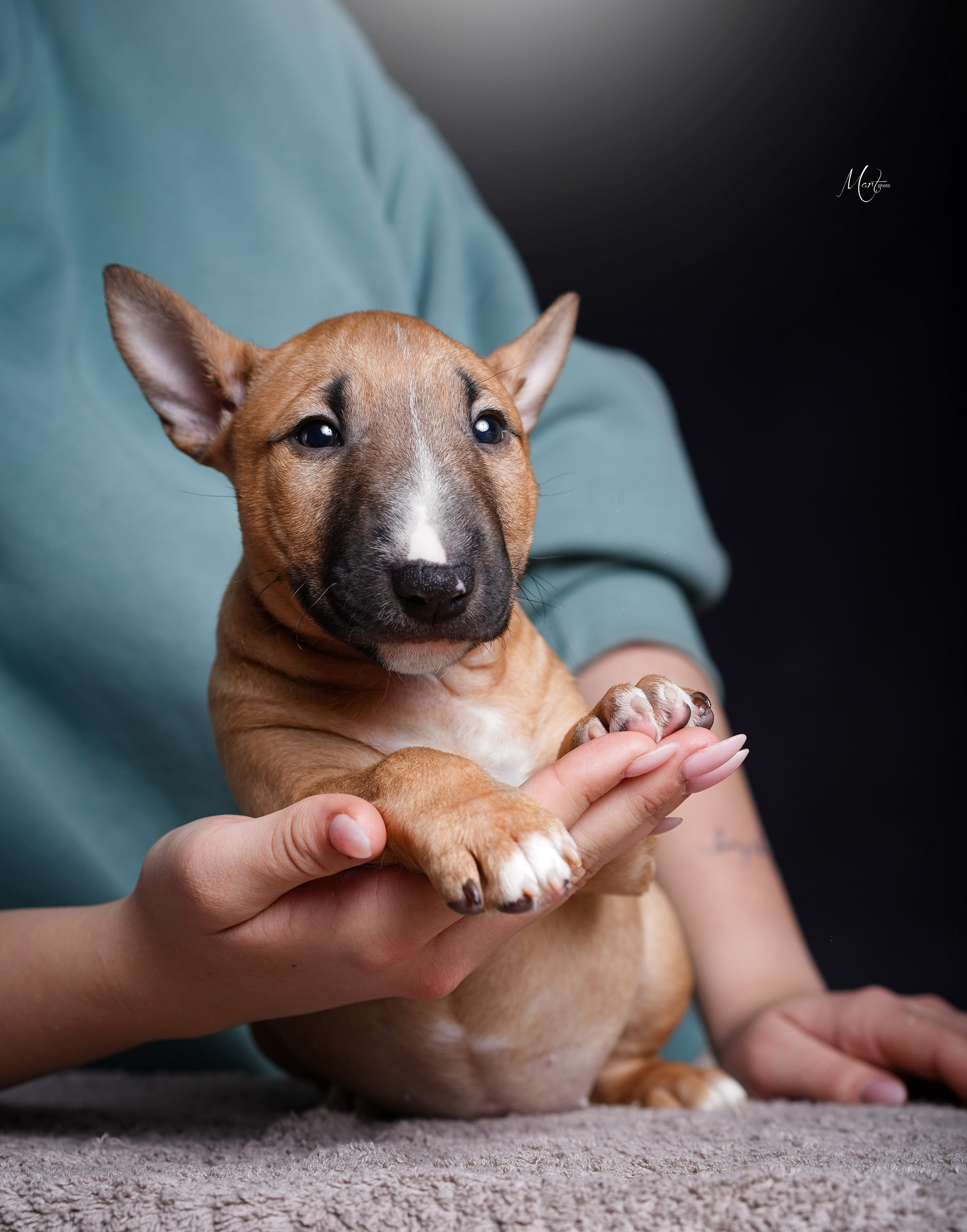 Щенки минибуля. Фотограф-анималист в Санкт-Петербурге Яна Мартынова