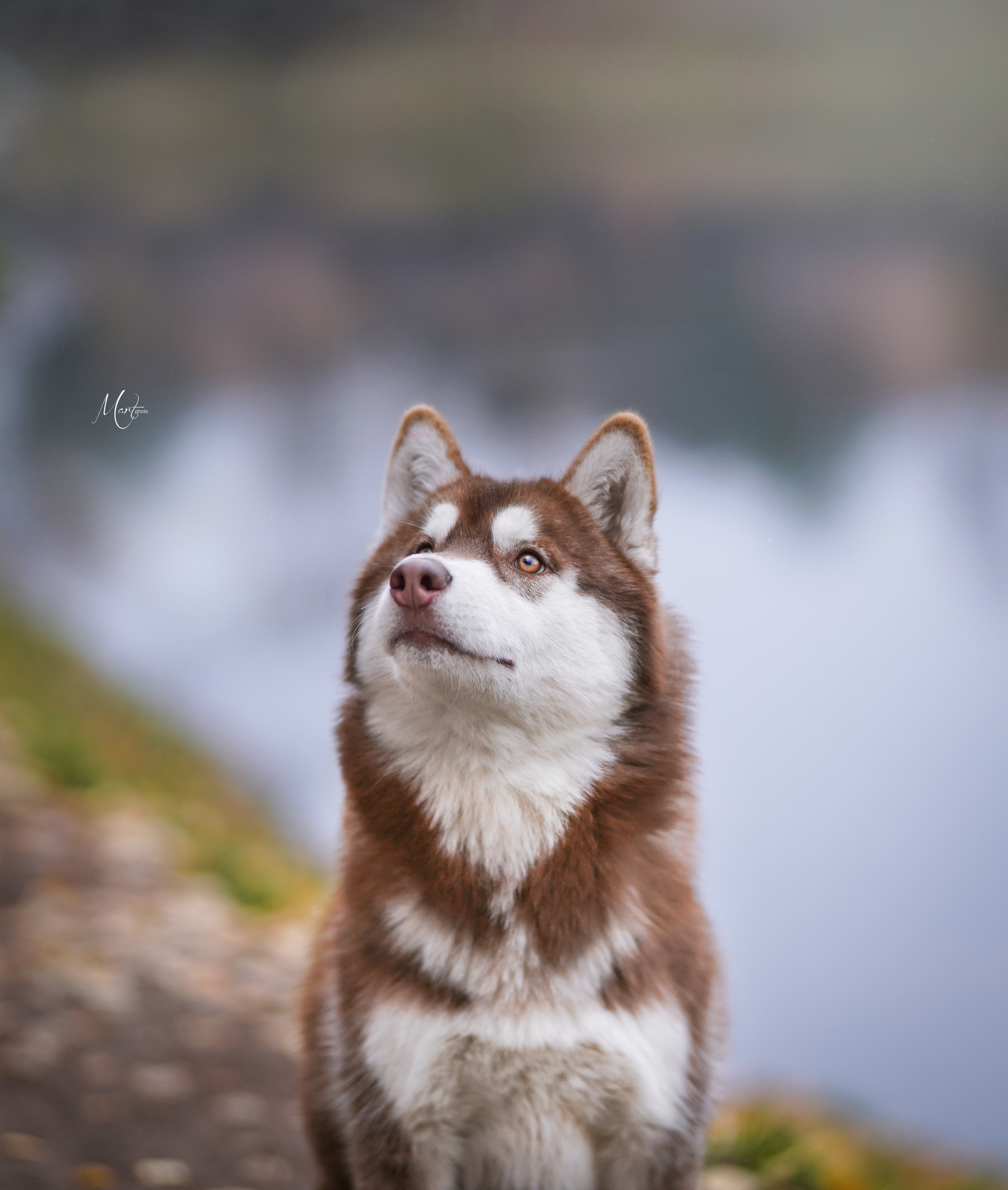 Саша и хаси. Фотограф-анималист в Санкт-Петербурге Яна Мартынова