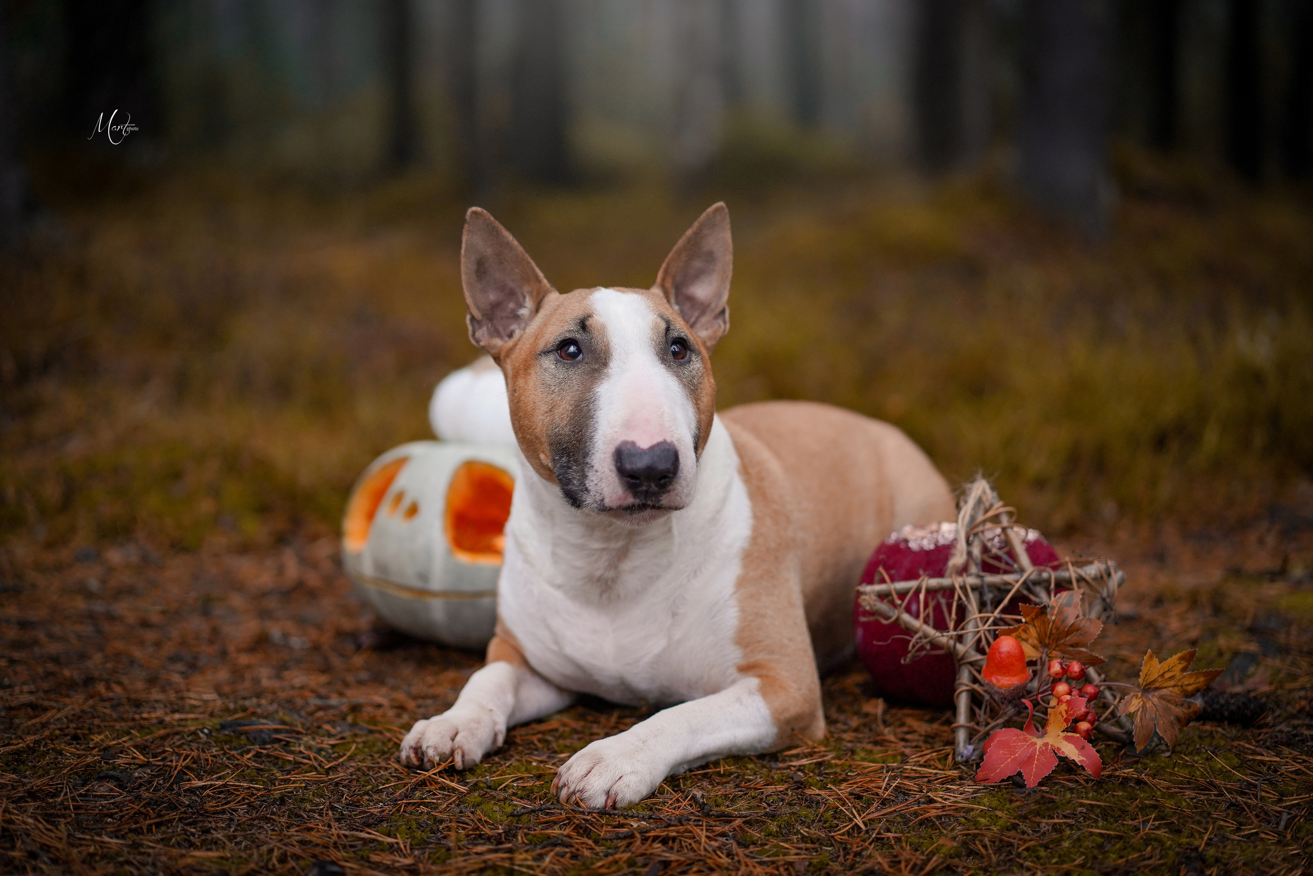 Хеллоуин 22. Фотограф-анималист в Санкт-Петербурге Яна Мартынова