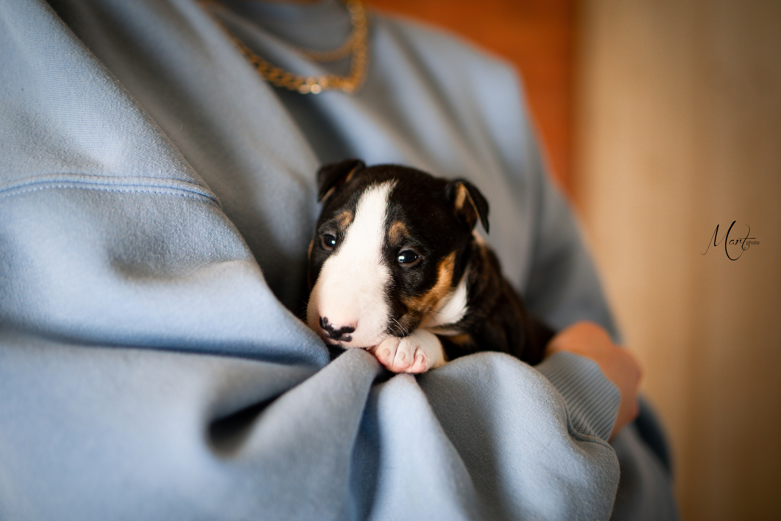 Щенки минибуля. Фотограф-анималист в Санкт-Петербурге Яна Мартынова