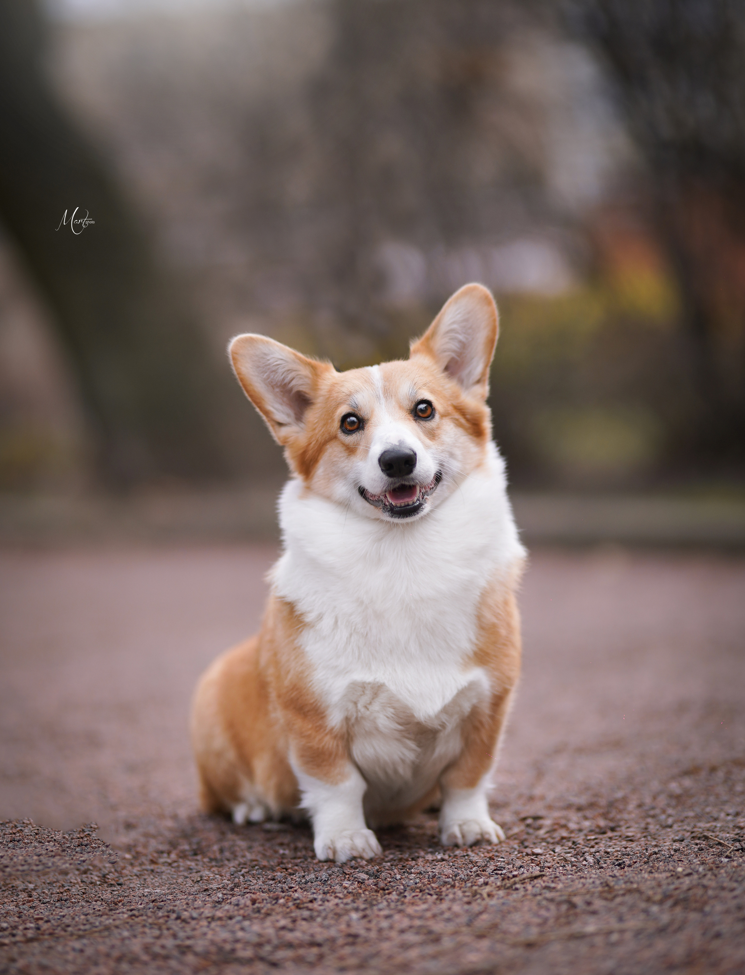 Экстерьерная съемка 2022. Фотограф-анималист в Санкт-Петербурге Яна Мартынова