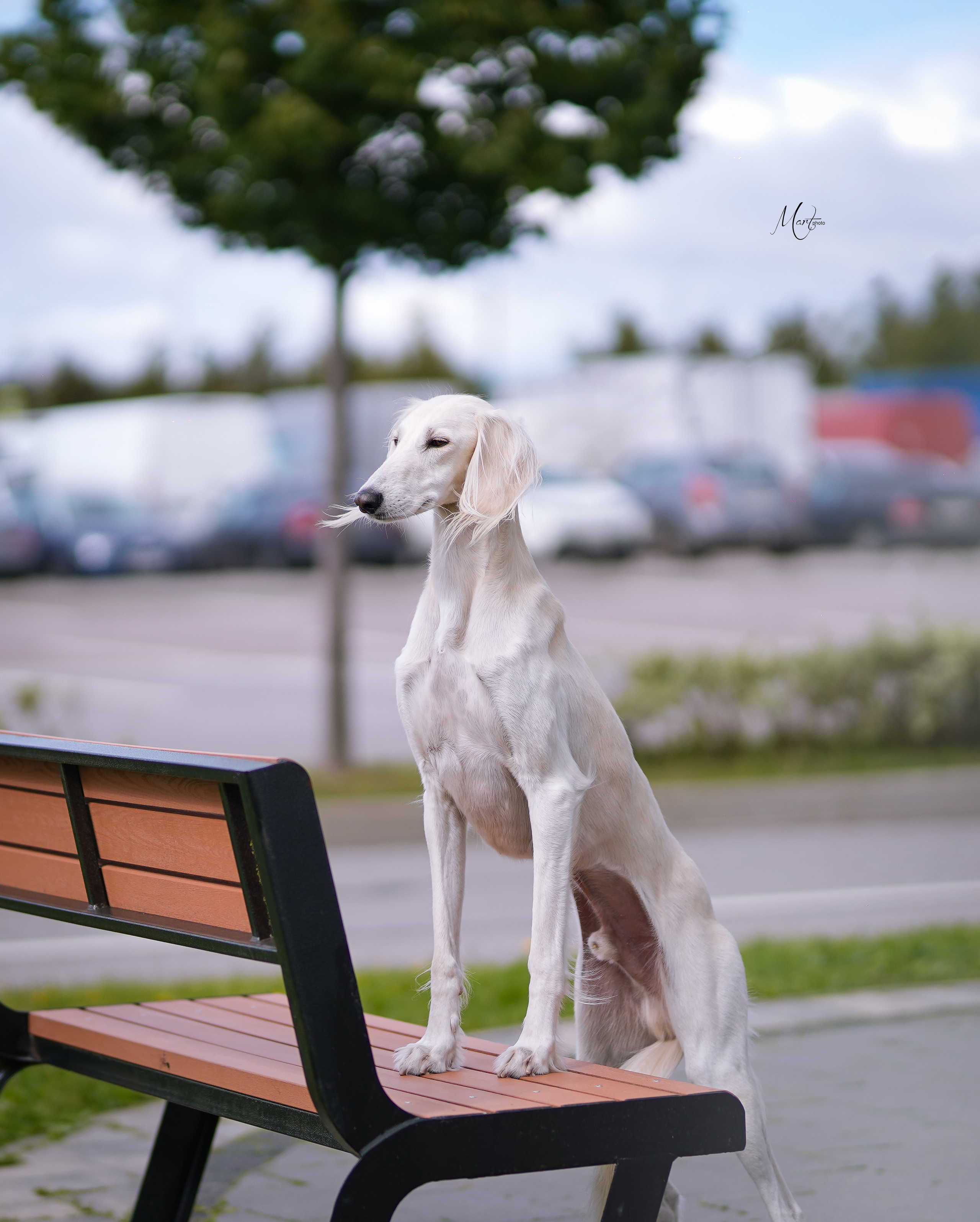 Экстерьерная съемка 2022. Фотограф-анималист в Санкт-Петербурге Яна Мартынова