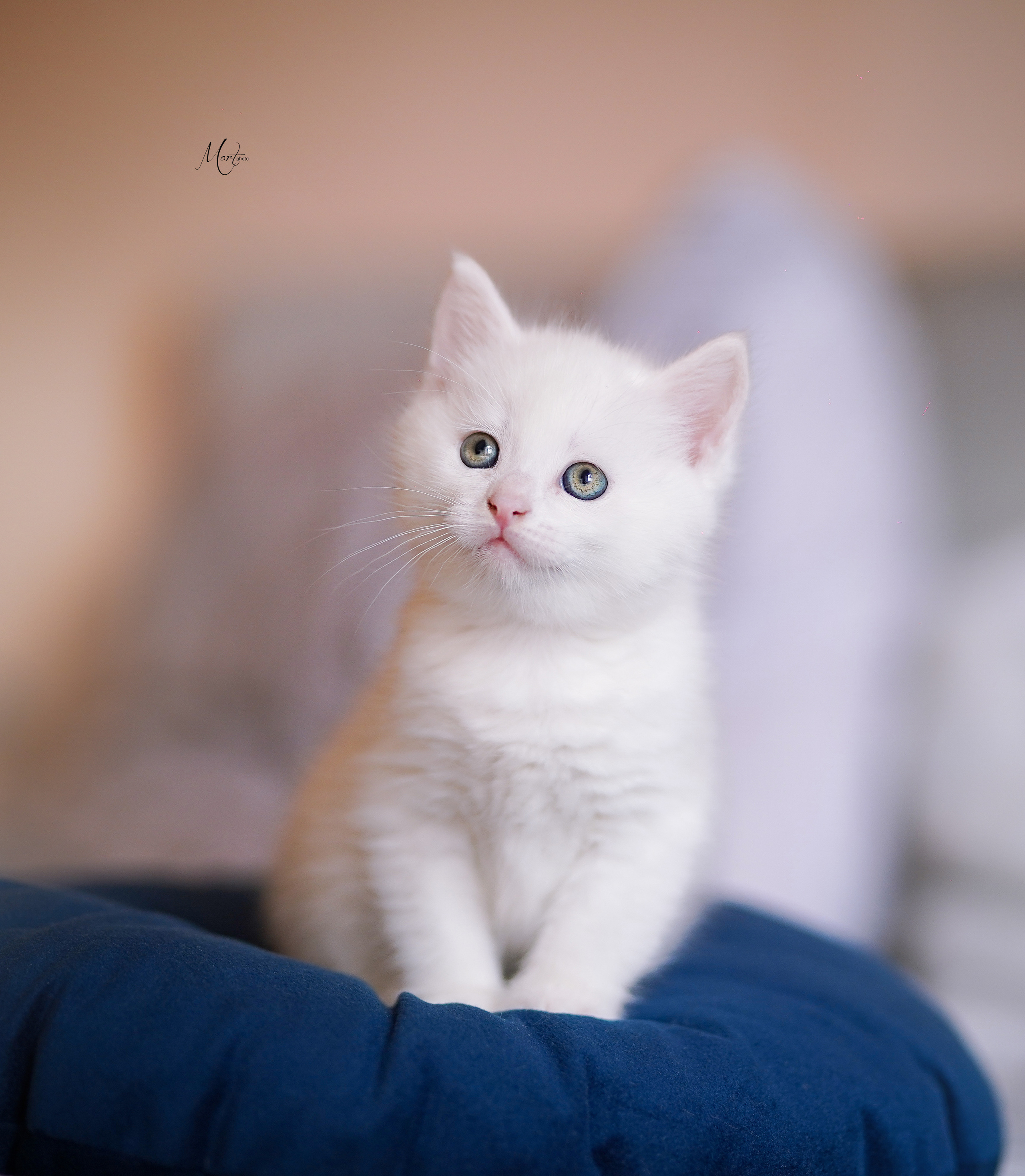 Котята. Фотограф-анималист в Санкт-Петербурге Яна Мартынова