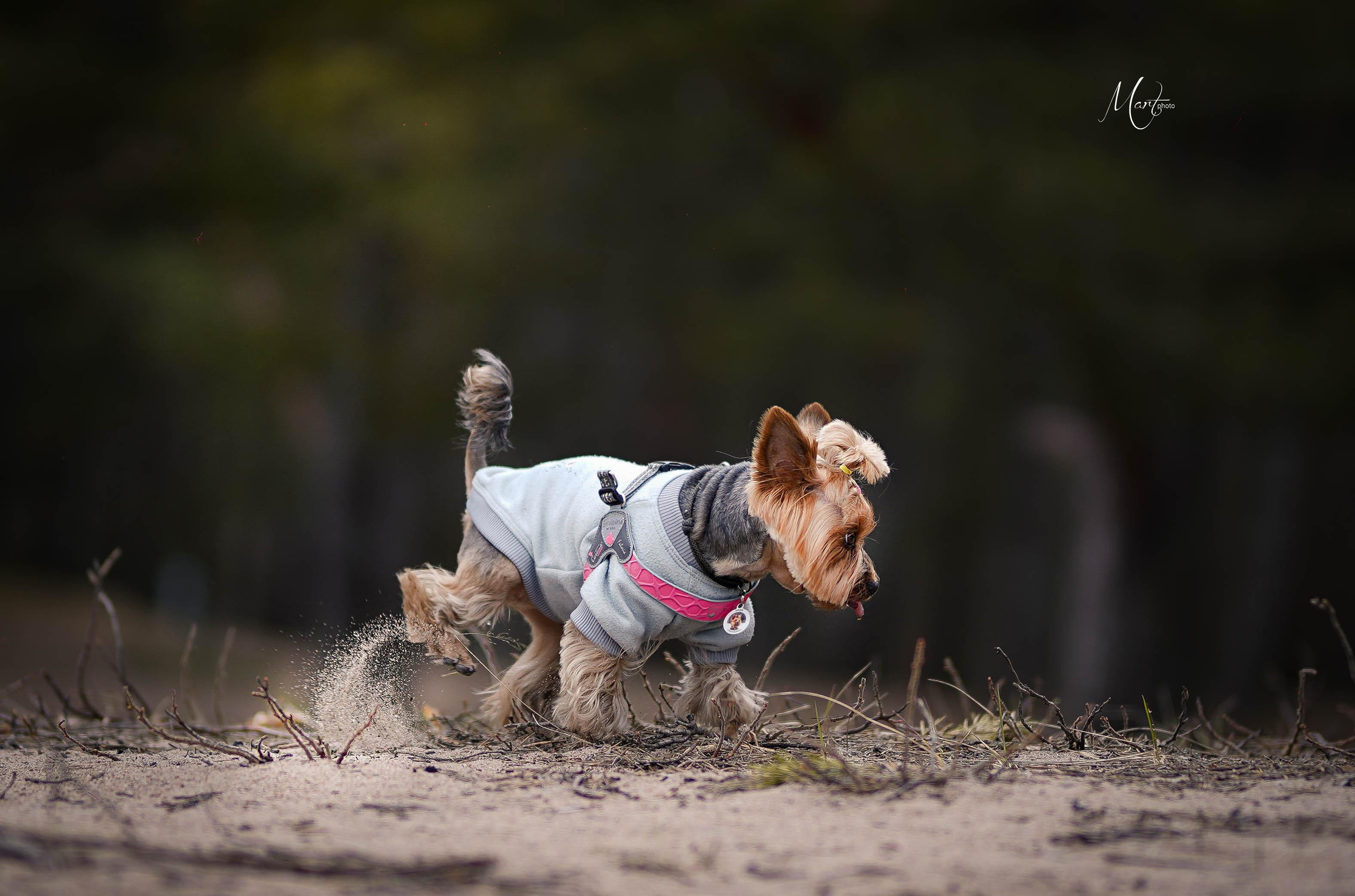 Эффи. Фотограф-анималист в Санкт-Петербурге Яна Мартынова